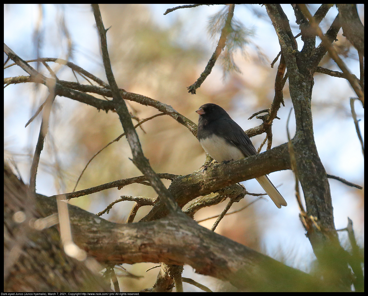 Dark-eyed Junco (Junco hyemalis), March 7, 2021