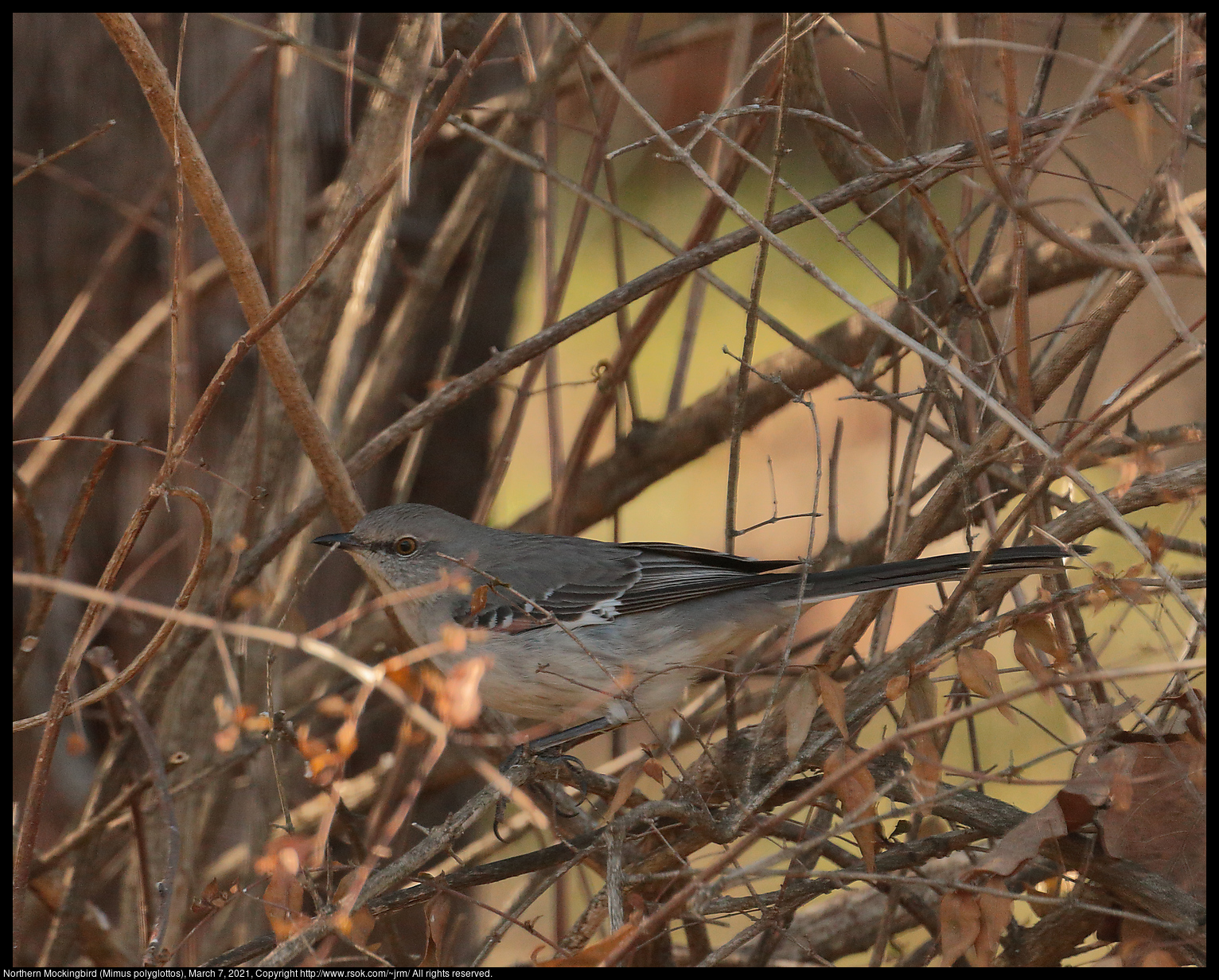 Northern Mockingbird (Mimus polyglottos), March 7, 2021