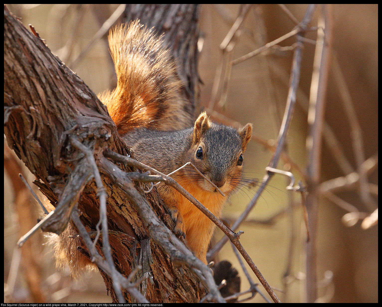 Fox Squirrel (Sciurus niger) on a wild grape vine, March 7, 2021