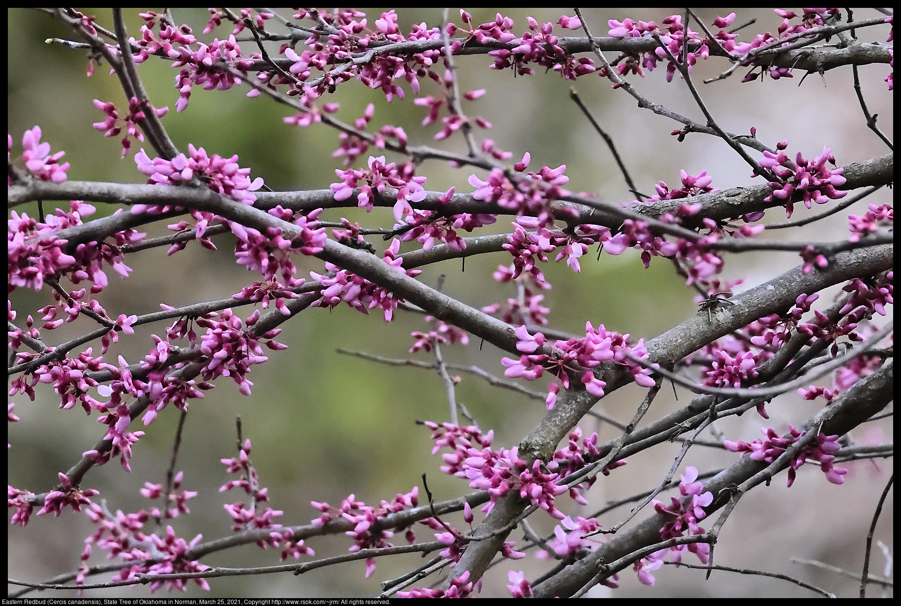 Eastern Redbud (Cercis canadensis), State Tree of Oklahoma in Norman, March 25, 2021
