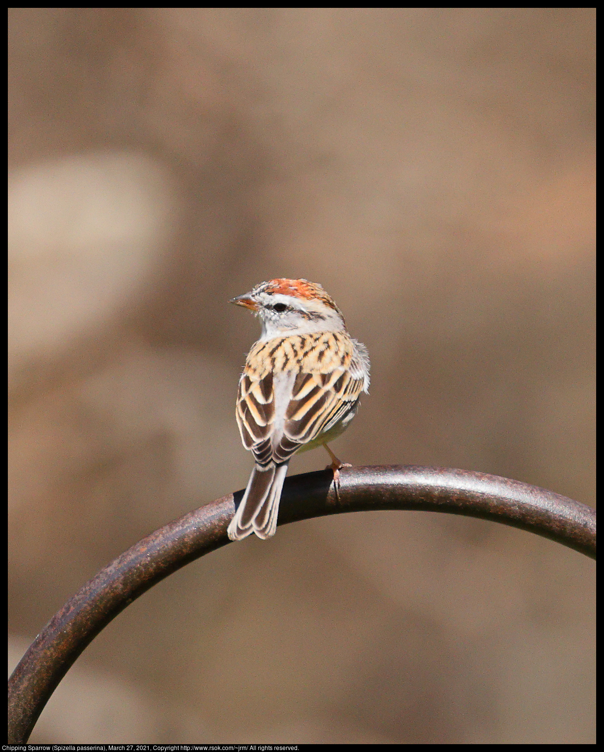 Chipping Sparrow (Spizella passerina), March 27, 2021