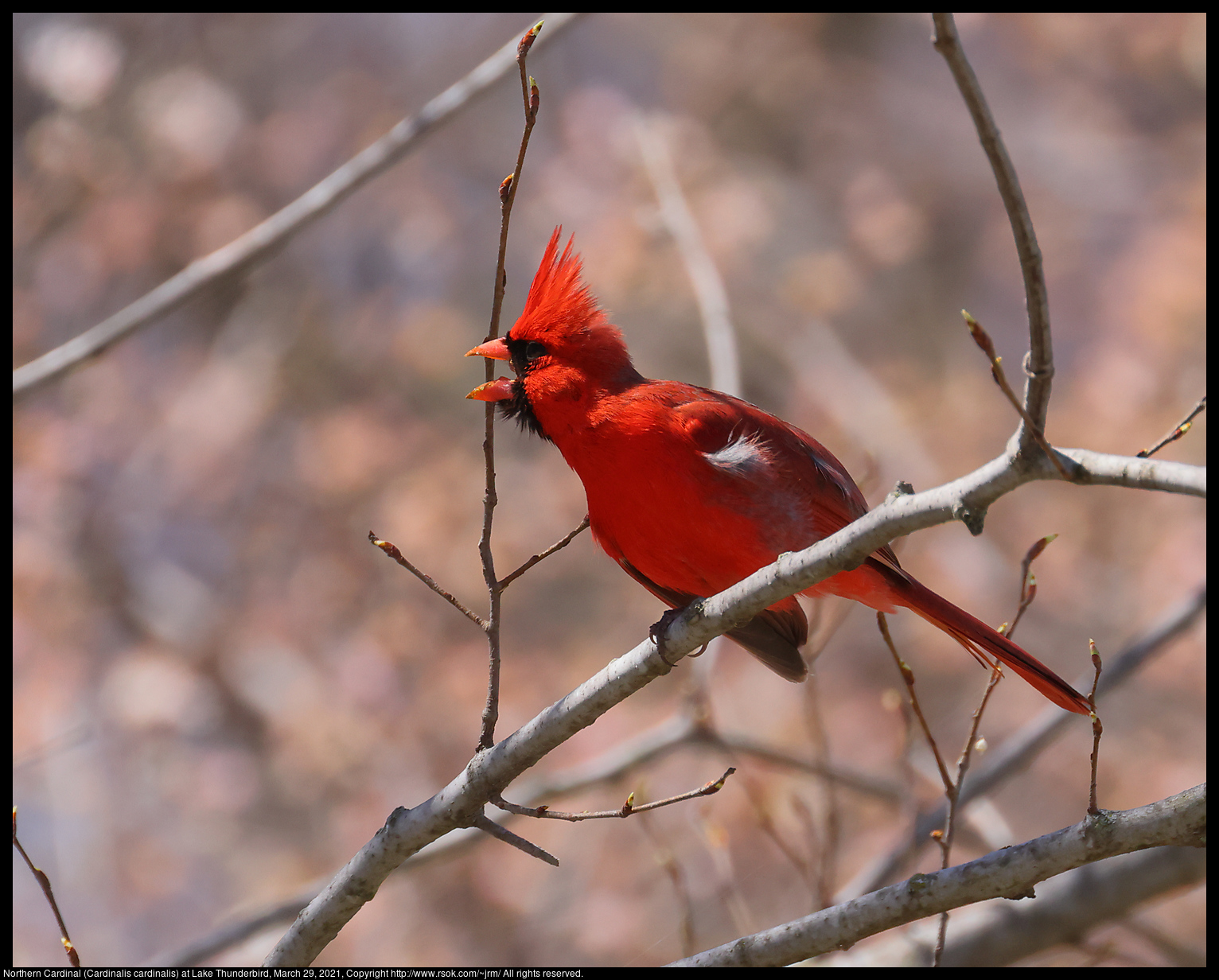 Northern Cardinal (Cardinalis cardinalis) at Lake Thunderbird, March 29, 2021