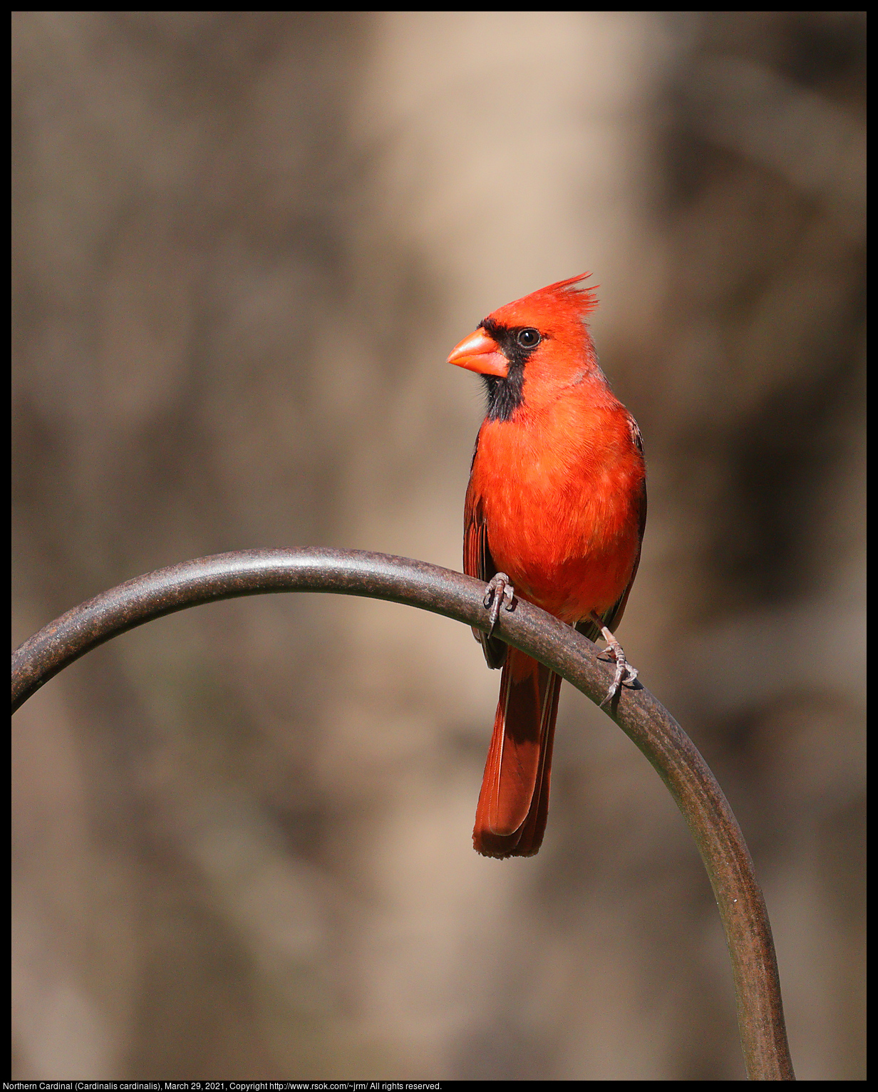 Northern Cardinal (Cardinalis cardinalis), March 29, 2021