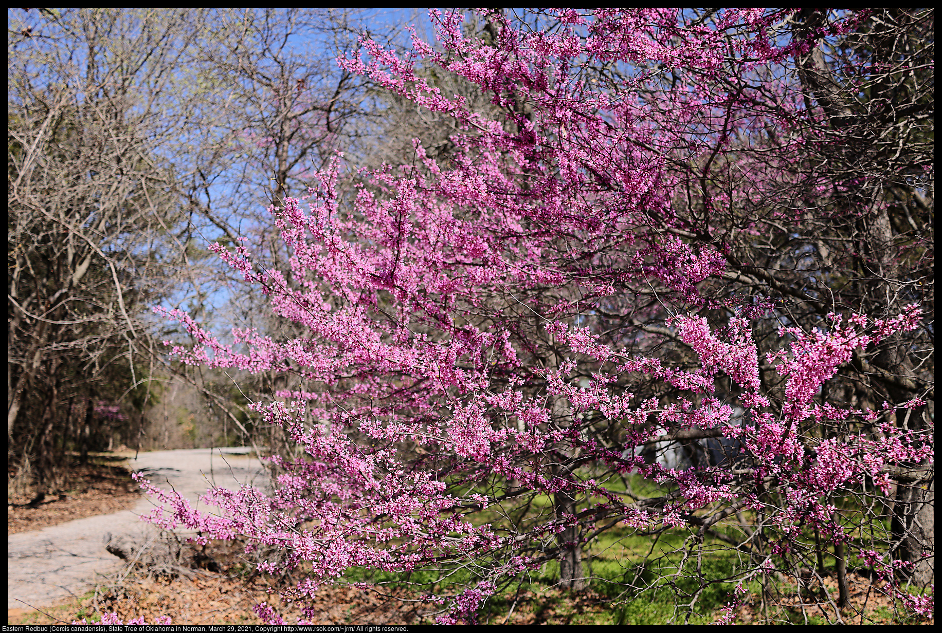 Eastern Redbud (Cercis canadensis), State Tree of Oklahoma in Norman, March 29, 2021