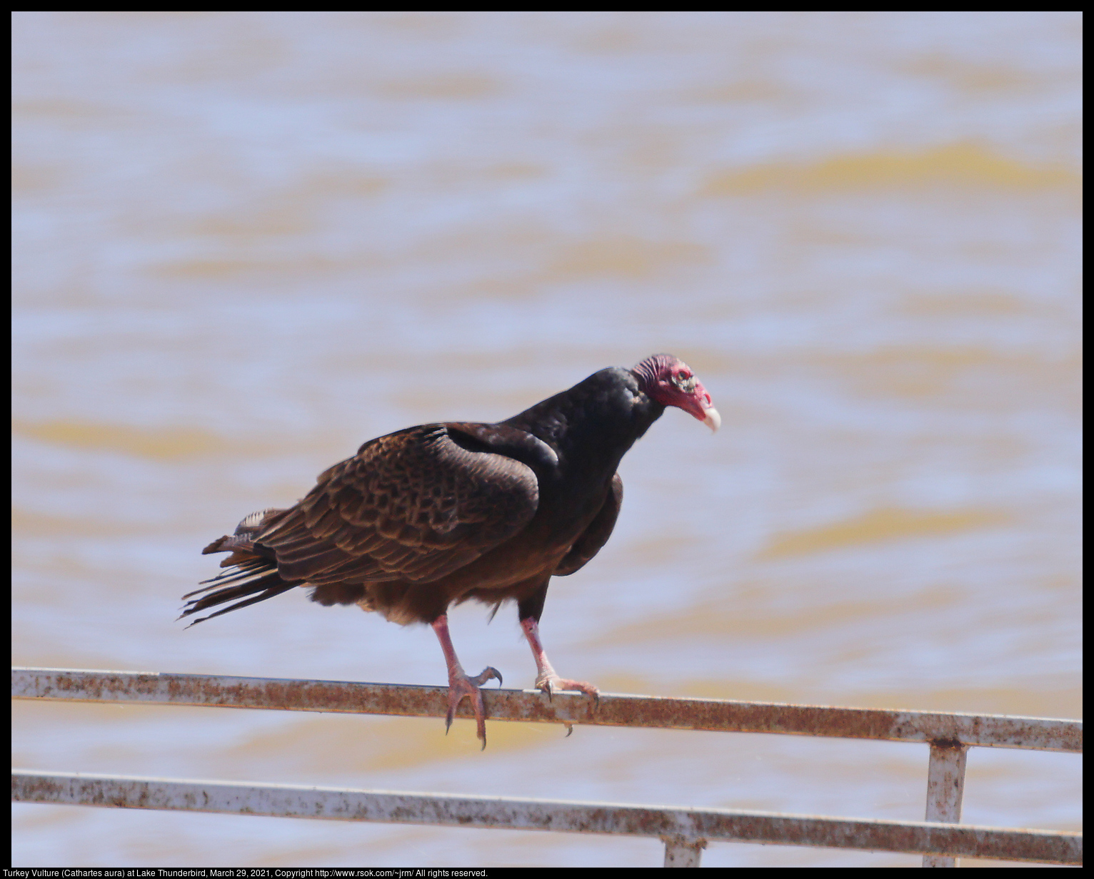 Turkey Vulture (Cathartes aura) at Lake Thunderbird, March 29, 2021