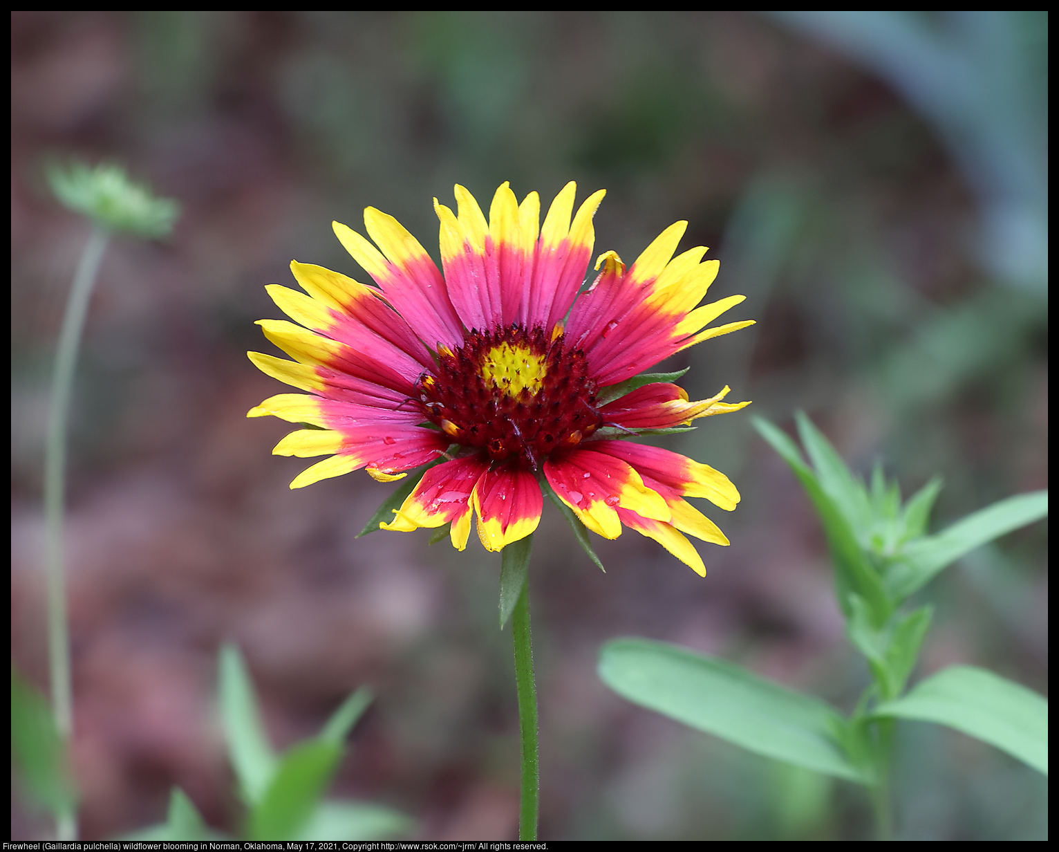 Firewheel (Gaillardia pulchella) wildflower blooming in Norman, Oklahoma, May 17, 2021