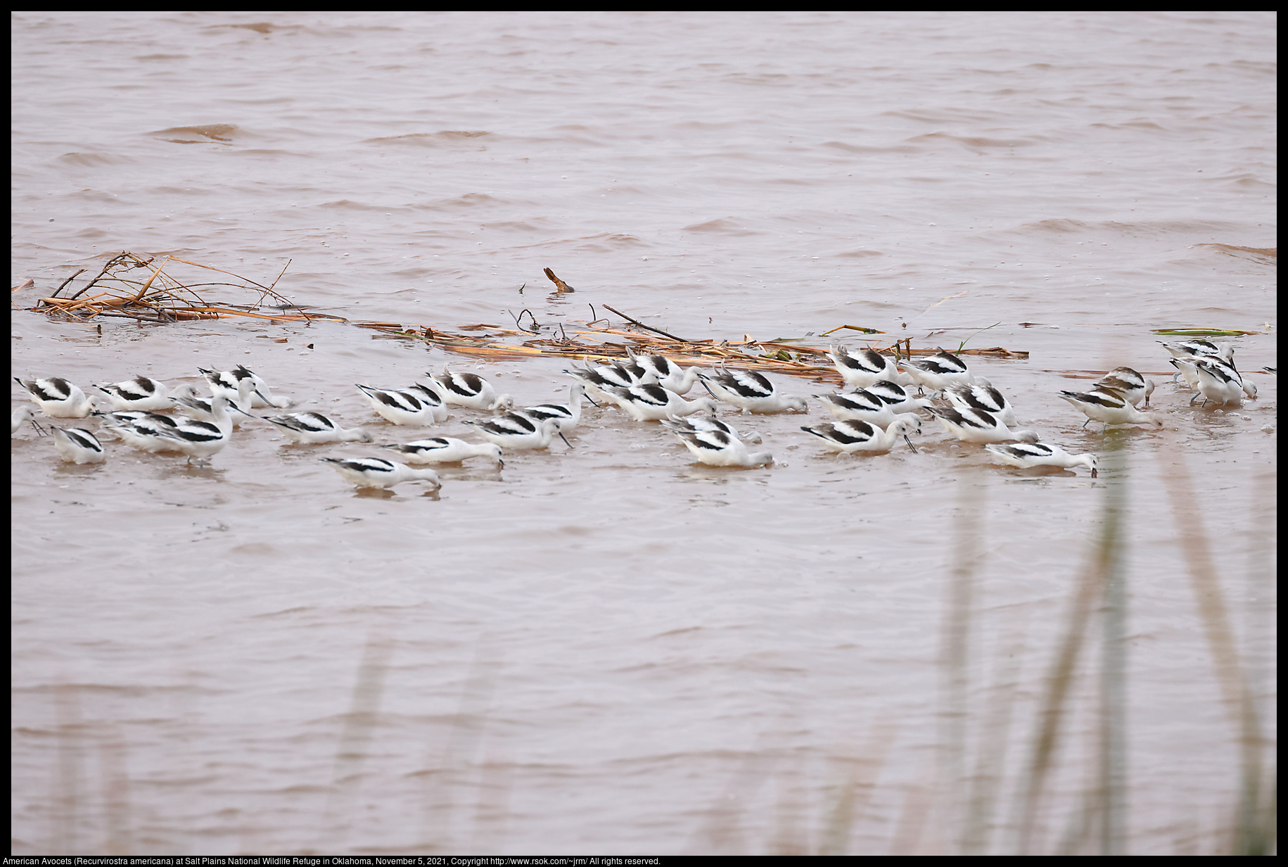American Avocets (Recurvirostra americana) at Salt Plains National Wildlife Refuge in Oklahoma, November 5, 2021