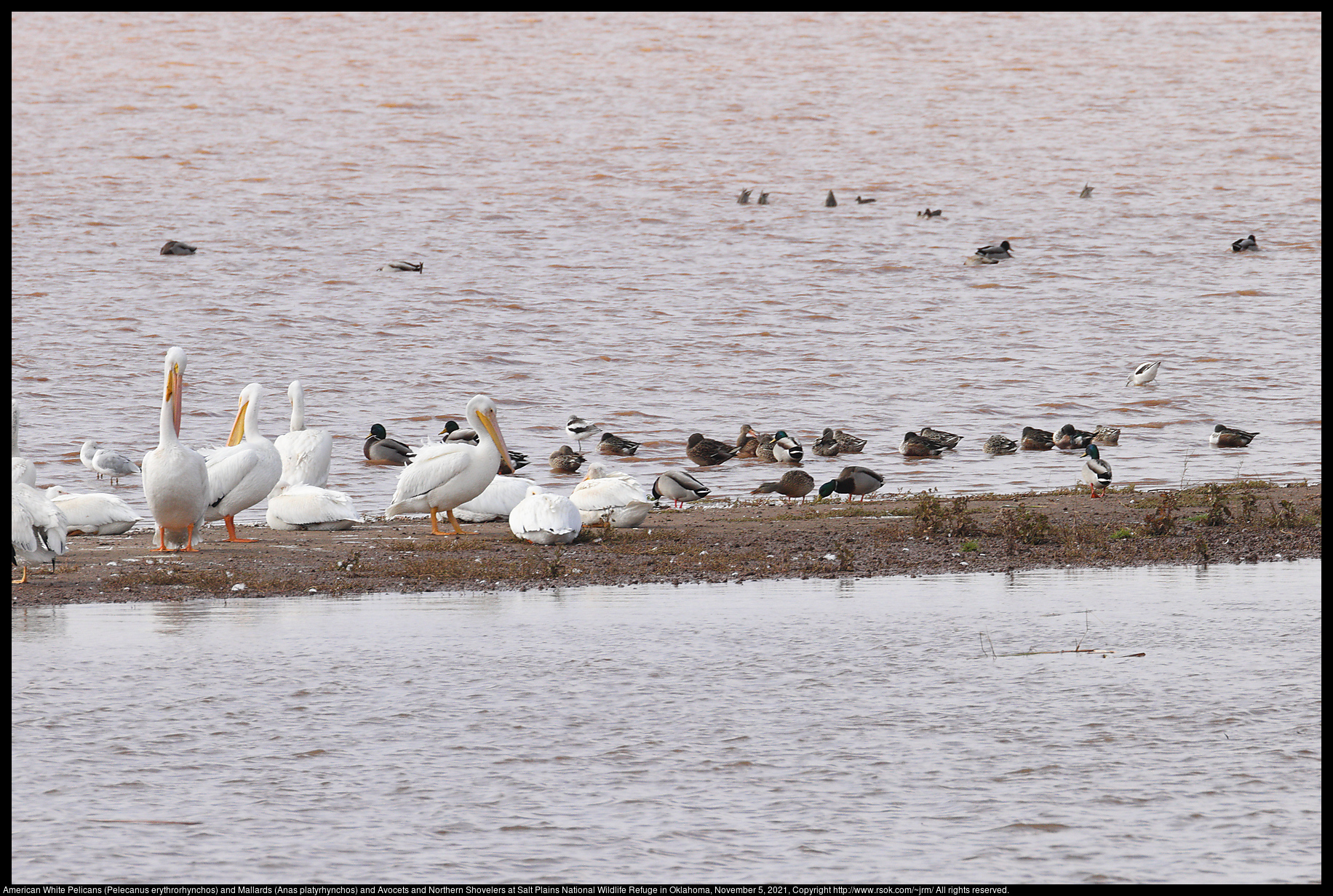 American White Pelicans (Pelecanus erythrorhynchos) and Mallards (Anas platyrhynchos) and Avocets and Northern Shovelers at Salt Plains National Wildlife Refuge in Oklahoma, November 5, 2021