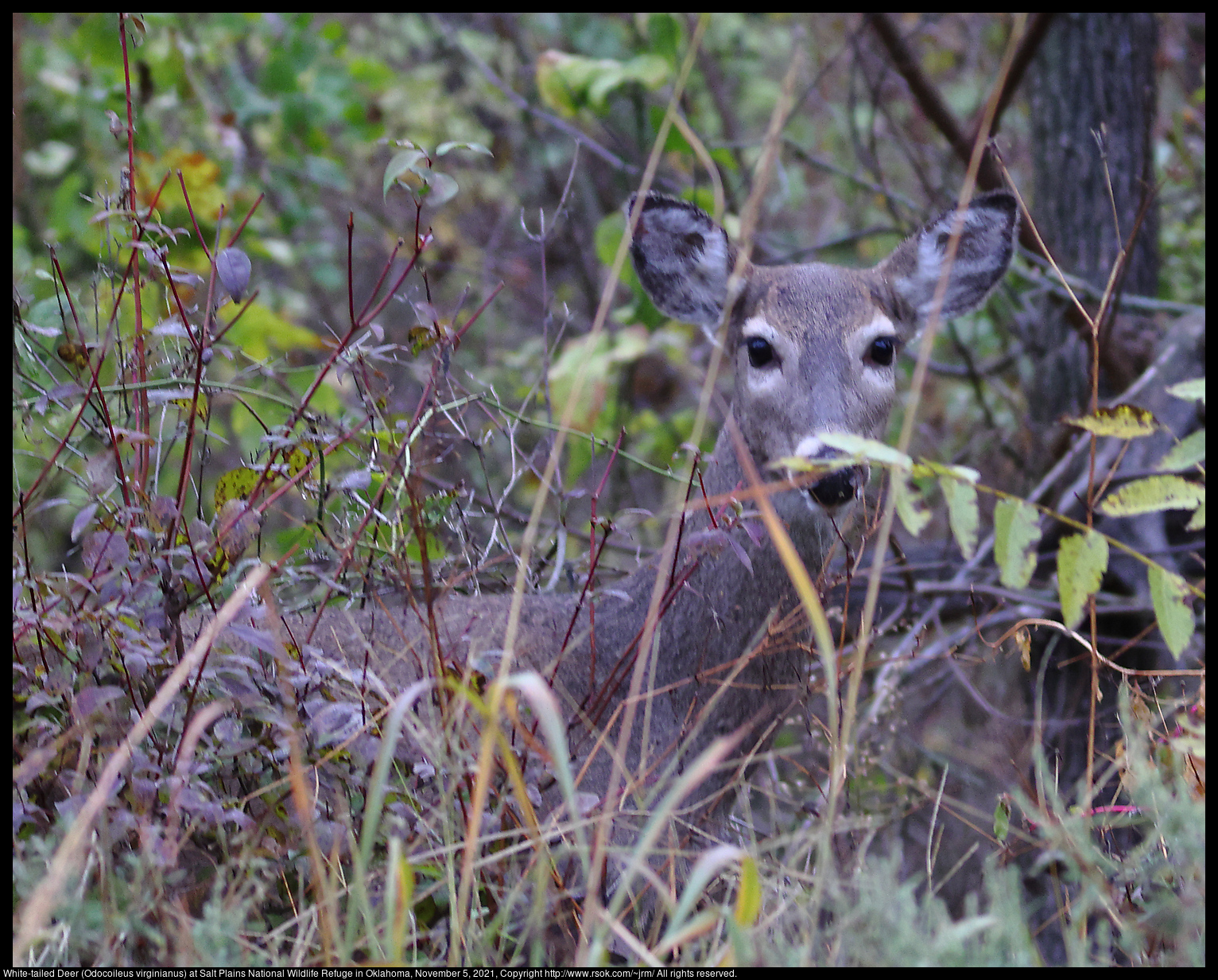 White-tailed Deer (Odocoileus virginianus) at Salt Plains National Wildlife Refuge in Oklahoma, November 5, 2021