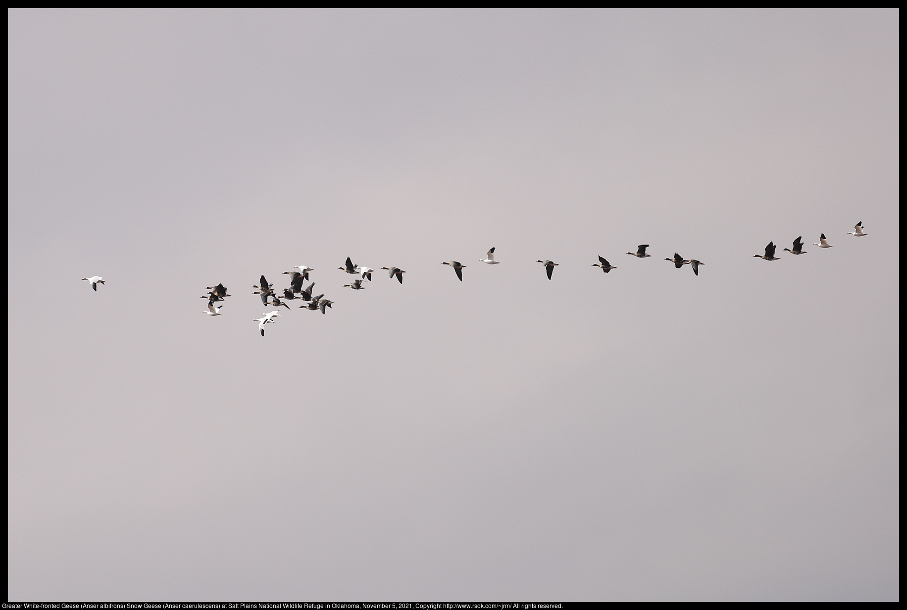 Greater White-fronted Geese (Anser albifrons) Snow Geese (Anser caerulescens) at Salt Plains National Wildlife Refuge in Oklahoma, November 5, 2021