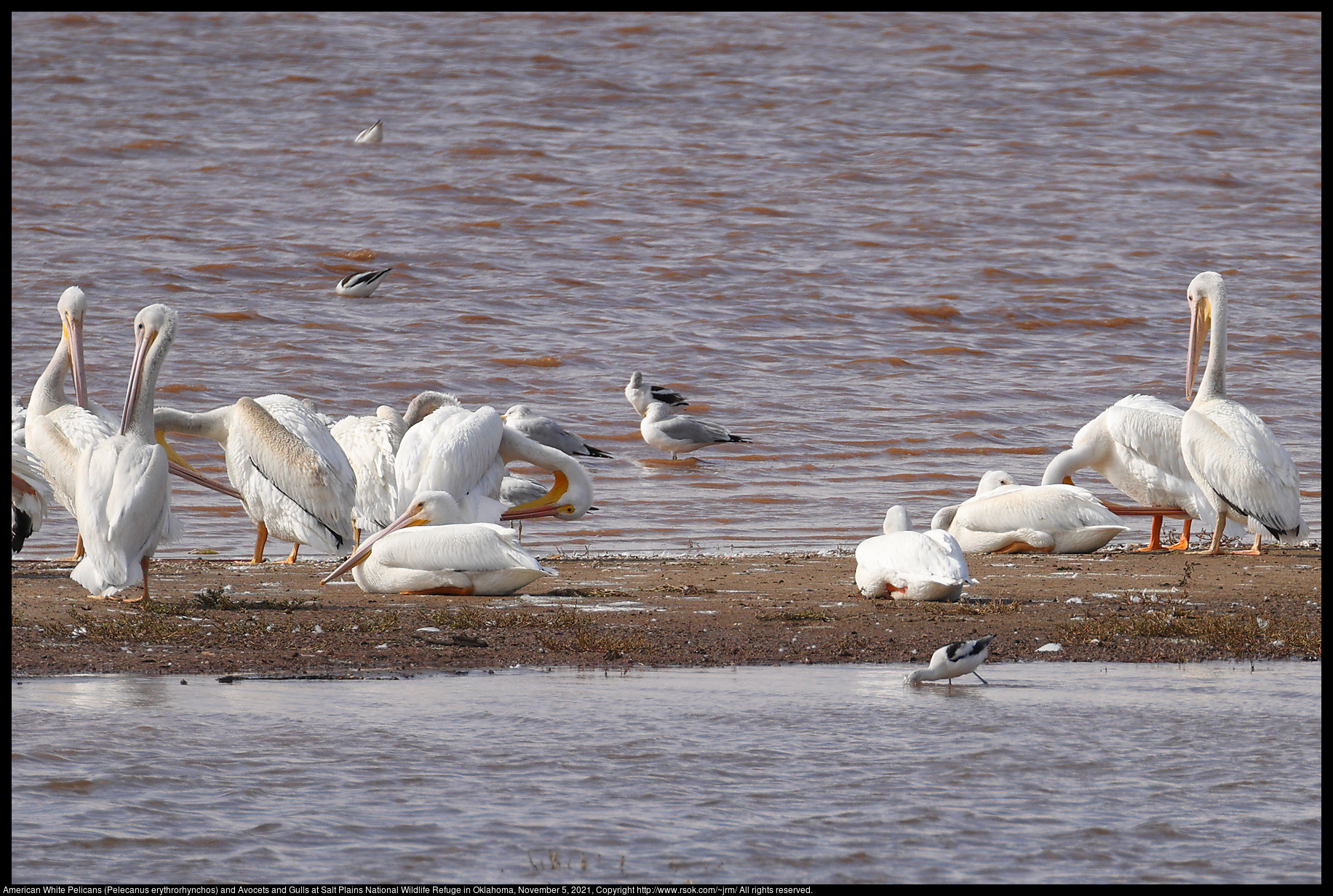 American White Pelicans (Pelecanus erythrorhynchos) and Avocets and Gulls at Salt Plains National Wildlife Refuge in Oklahoma, November 5, 2021