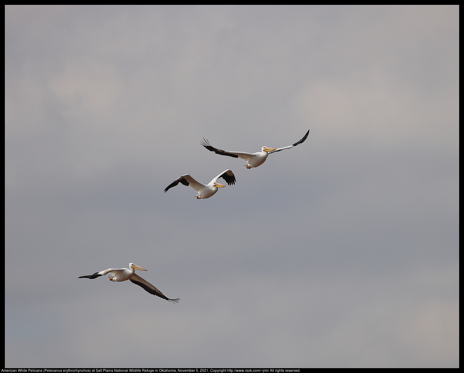 American White Pelicans (Pelecanus erythrorhynchos) at Salt Plains National Wildlife Refuge in Oklahoma, November 5, 2021