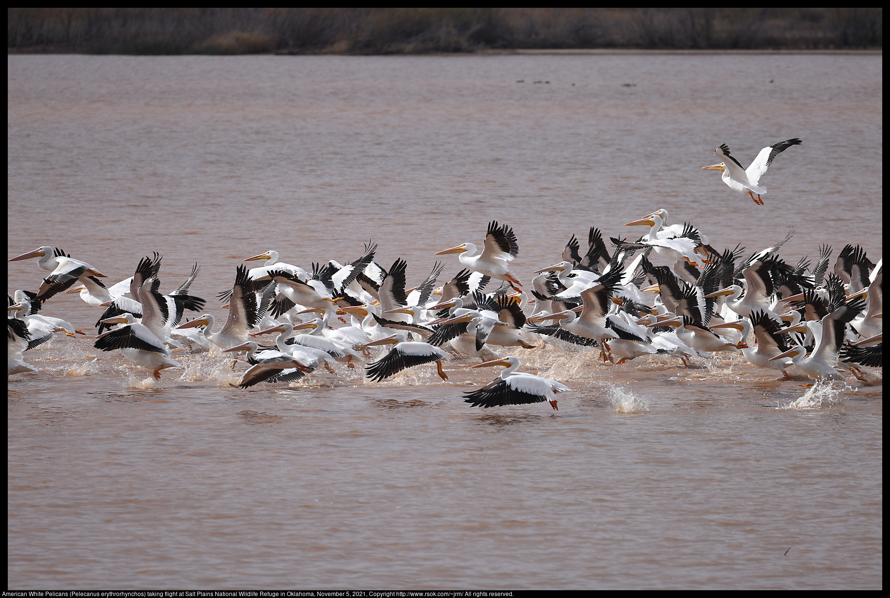 American White Pelicans (Pelecanus erythrorhynchos) taking flight at Salt Plains National Wildlife Refuge in Oklahoma, November 5, 2021