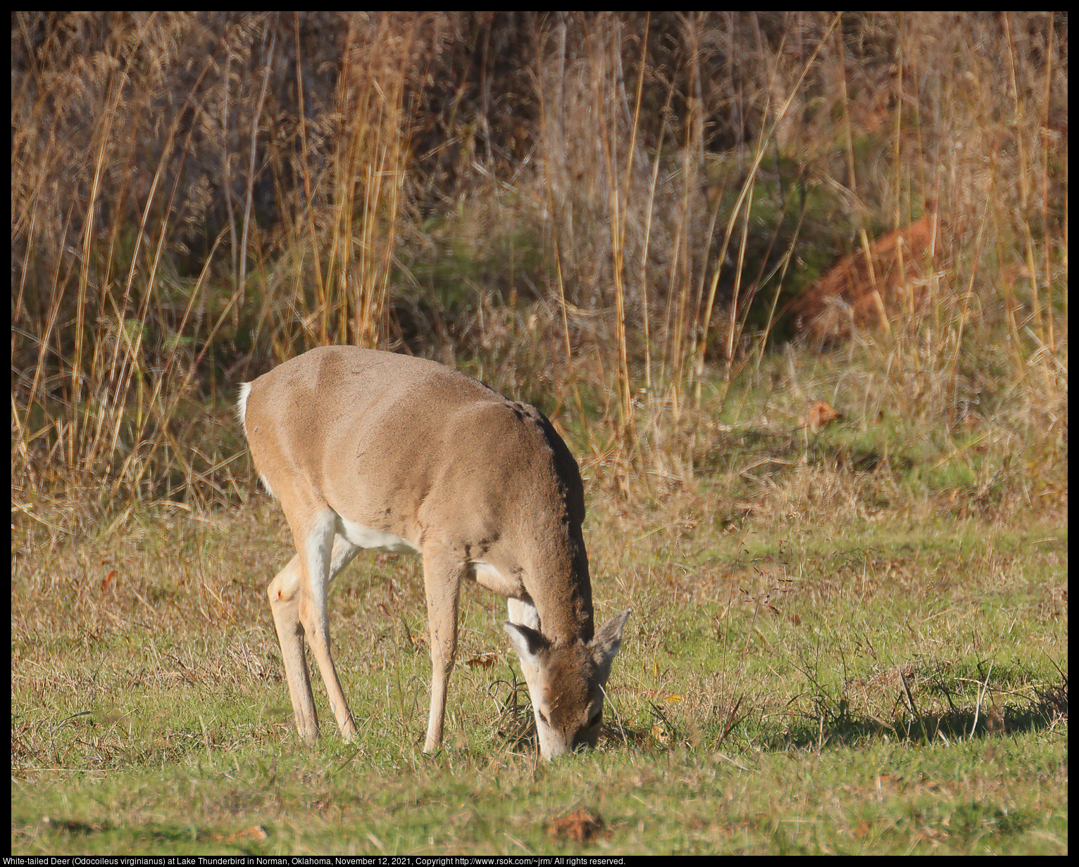 White-tailed Deer (Odocoileus virginianus) at Lake Thunderbird in Norman, Oklahoma, November 12, 2021