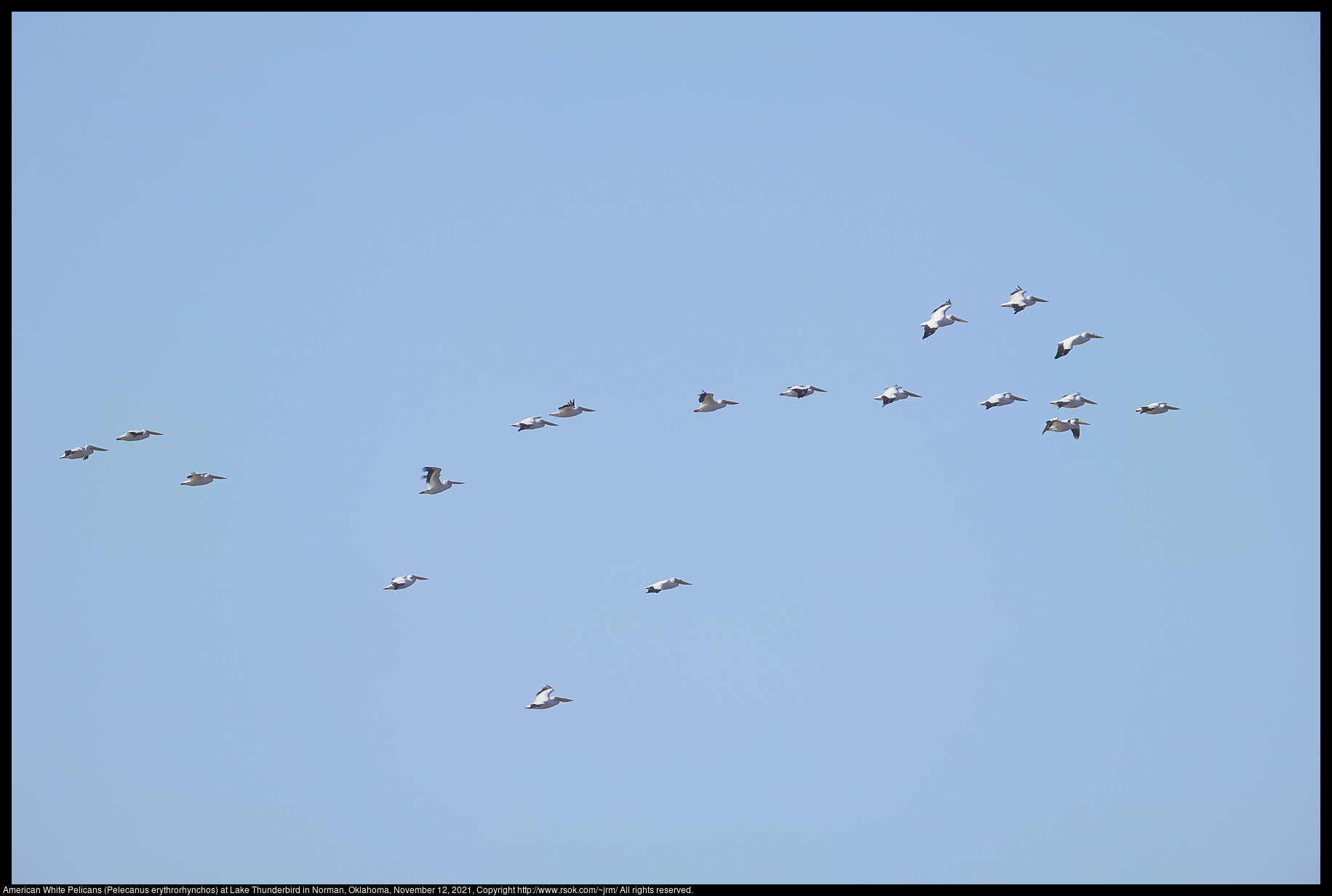 American White Pelicans (Pelecanus erythrorhynchos) at Lake Thunderbird in Norman, Oklahoma, November 12, 2021