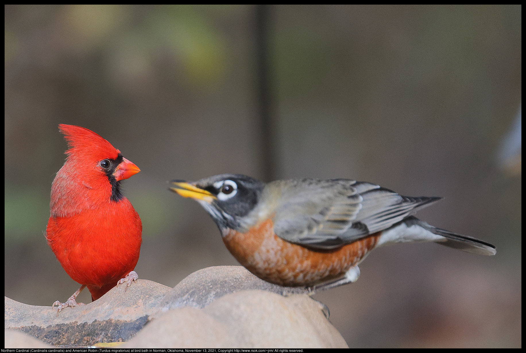 Northern Cardinal (Cardinalis cardinalis) and American Robin (Turdus migratorius) at bird bath in Norman, Oklahoma, November 13, 2021