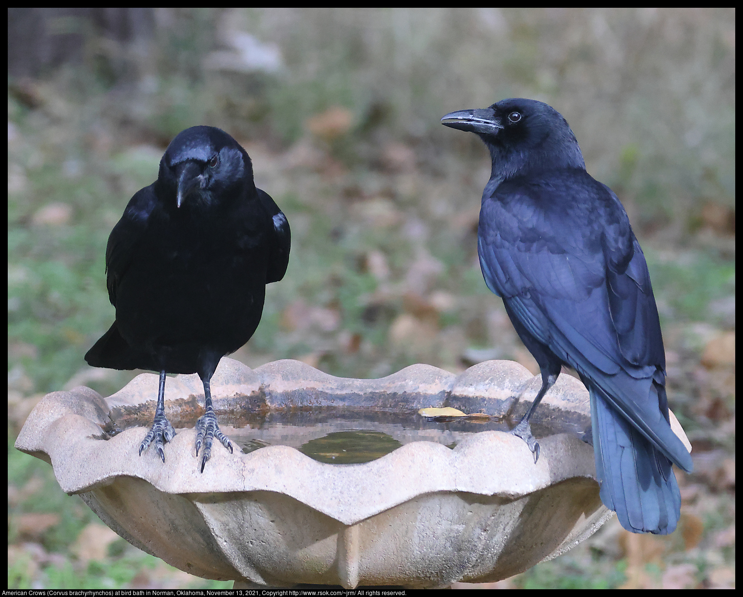 American Crows (Corvus brachyrhynchos) at bird bath in Norman, Oklahoma, November 13, 2021