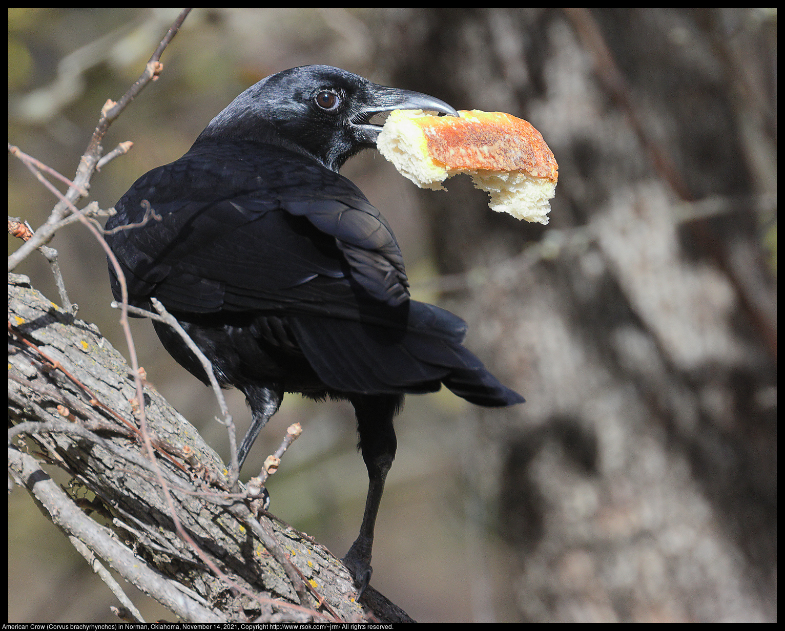 American Crow (Corvus brachyrhynchos) in Norman, Oklahoma, November 14, 2021
