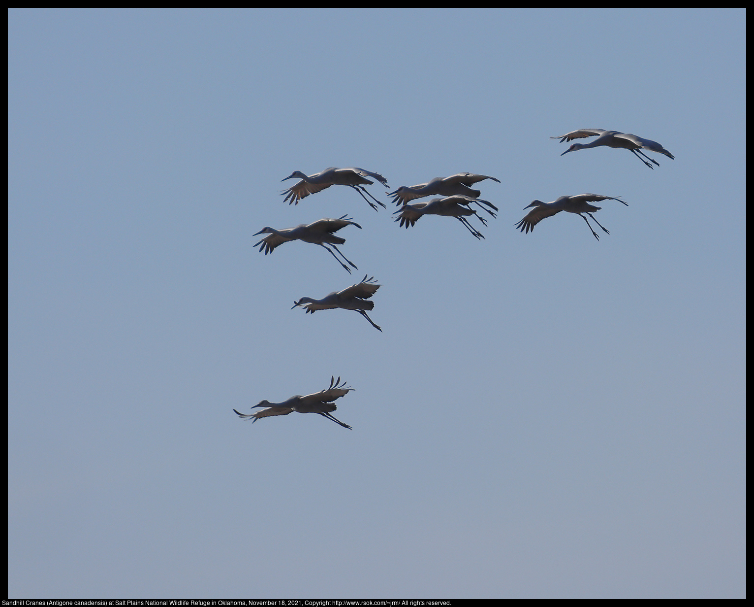 Sandhill Cranes (Antigone canadensis) at Salt Plains National Wildlife Refuge in Oklahoma, November 18, 2021