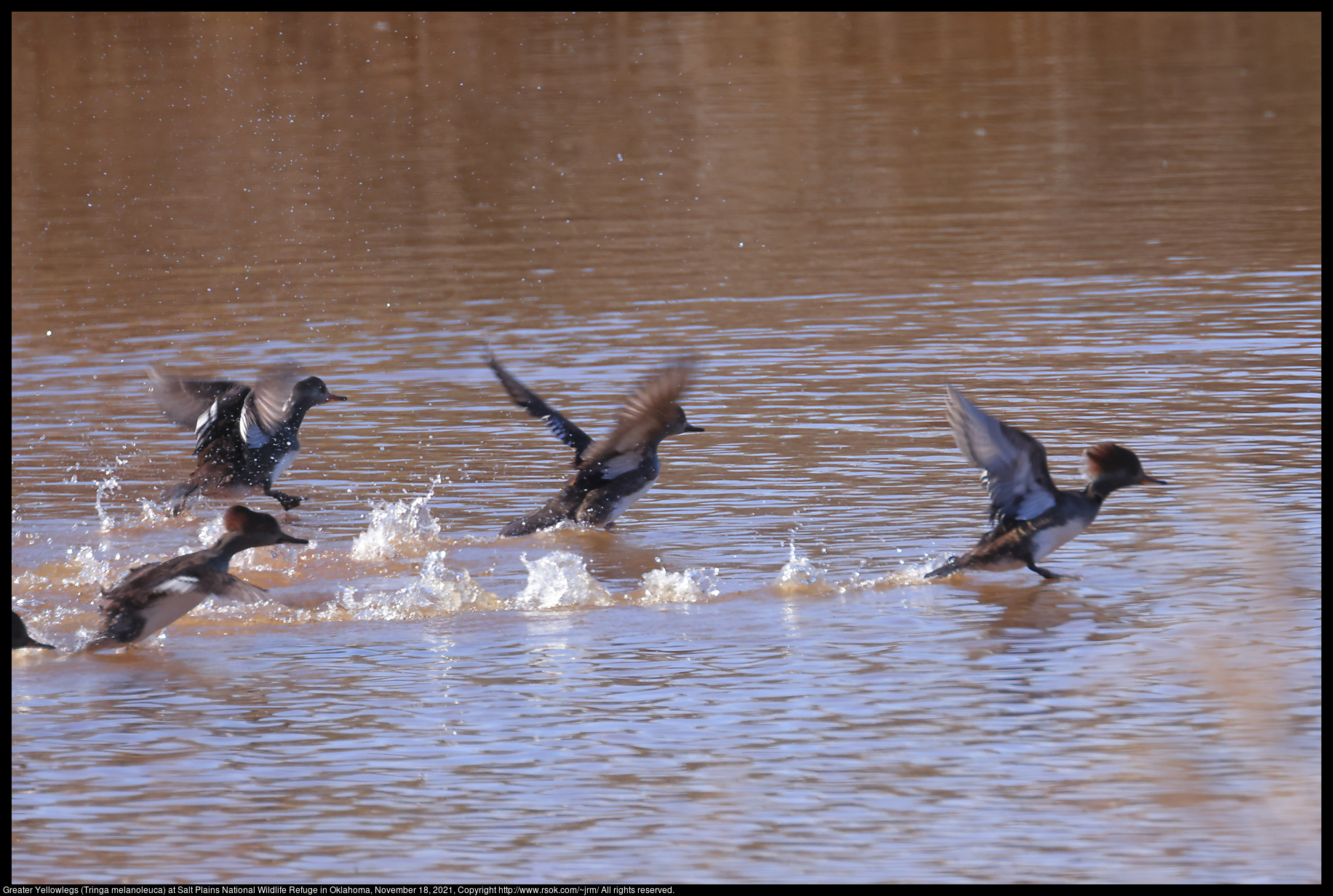 Greater Yellowlegs (Tringa melanoleuca) at Salt Plains National Wildlife Refuge in Oklahoma, November 18, 2021