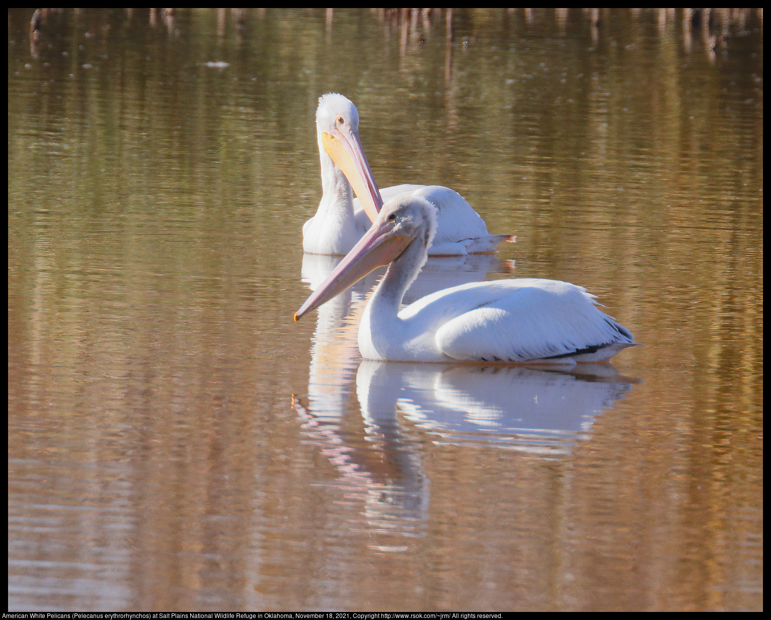 American White Pelicans (Pelecanus erythrorhynchos) at Salt Plains National Wildlife Refuge in Oklahoma, November 18, 2021