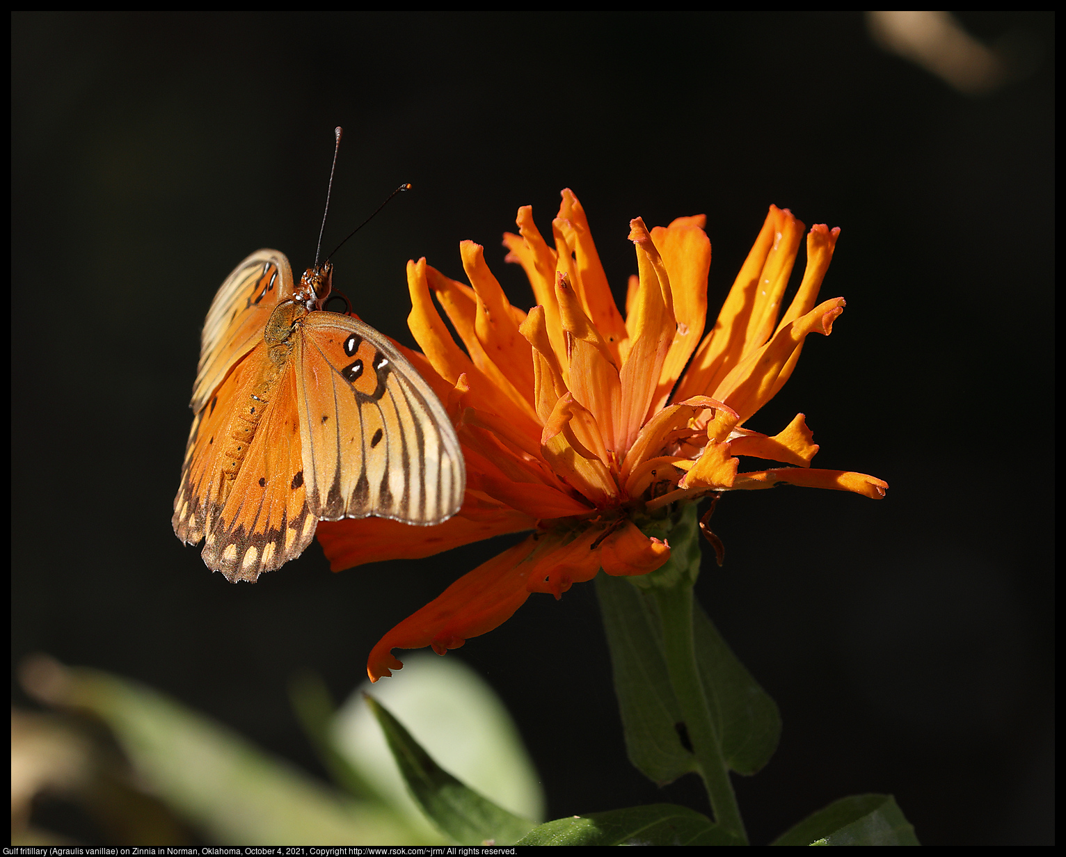 Gulf fritillary (Agraulis vanillae) on Zinnia in Norman, Oklahoma, October 4, 2021