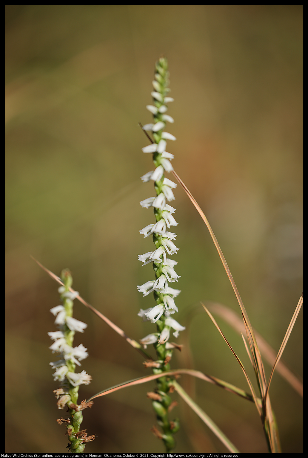 Native Wild Orchids (Spiranthes lacera var. gracilis) in Norman, Oklahoma, October 6, 2021
