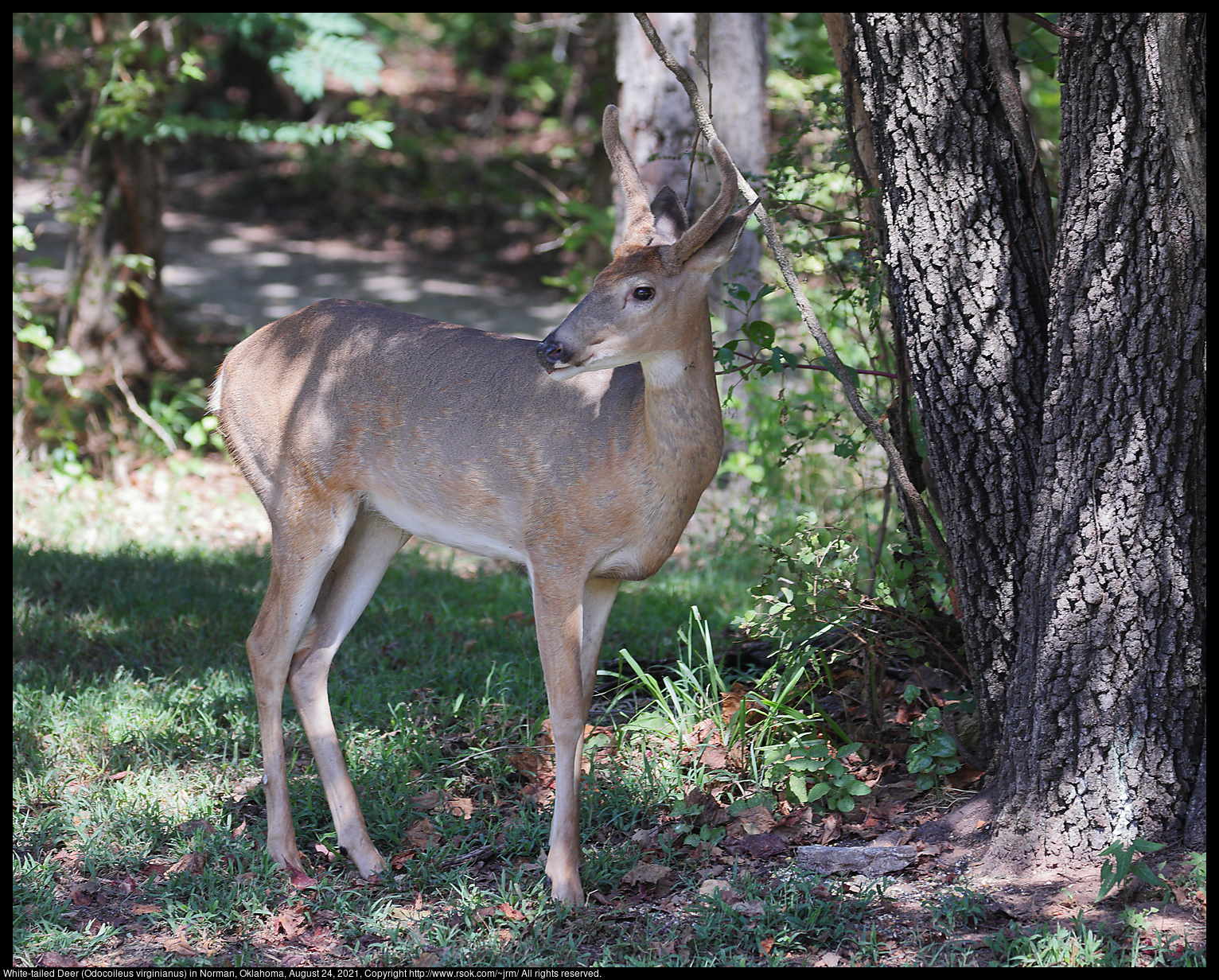 White-tailed Deer (Odocoileus virginianus) in Norman, Oklahoma, August 24, 2021