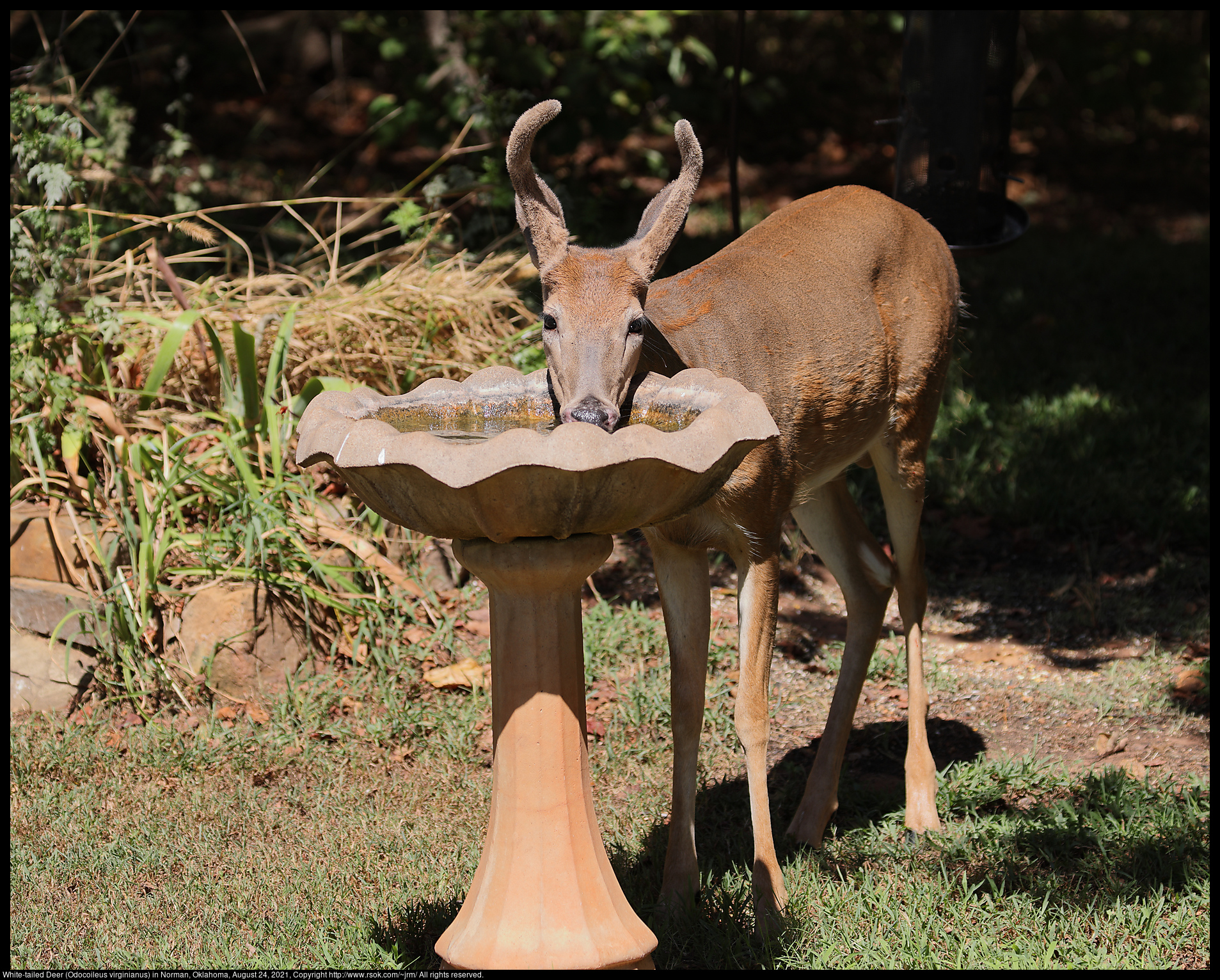 White-tailed Deer (Odocoileus virginianus) in Norman, Oklahoma, August 24, 2021