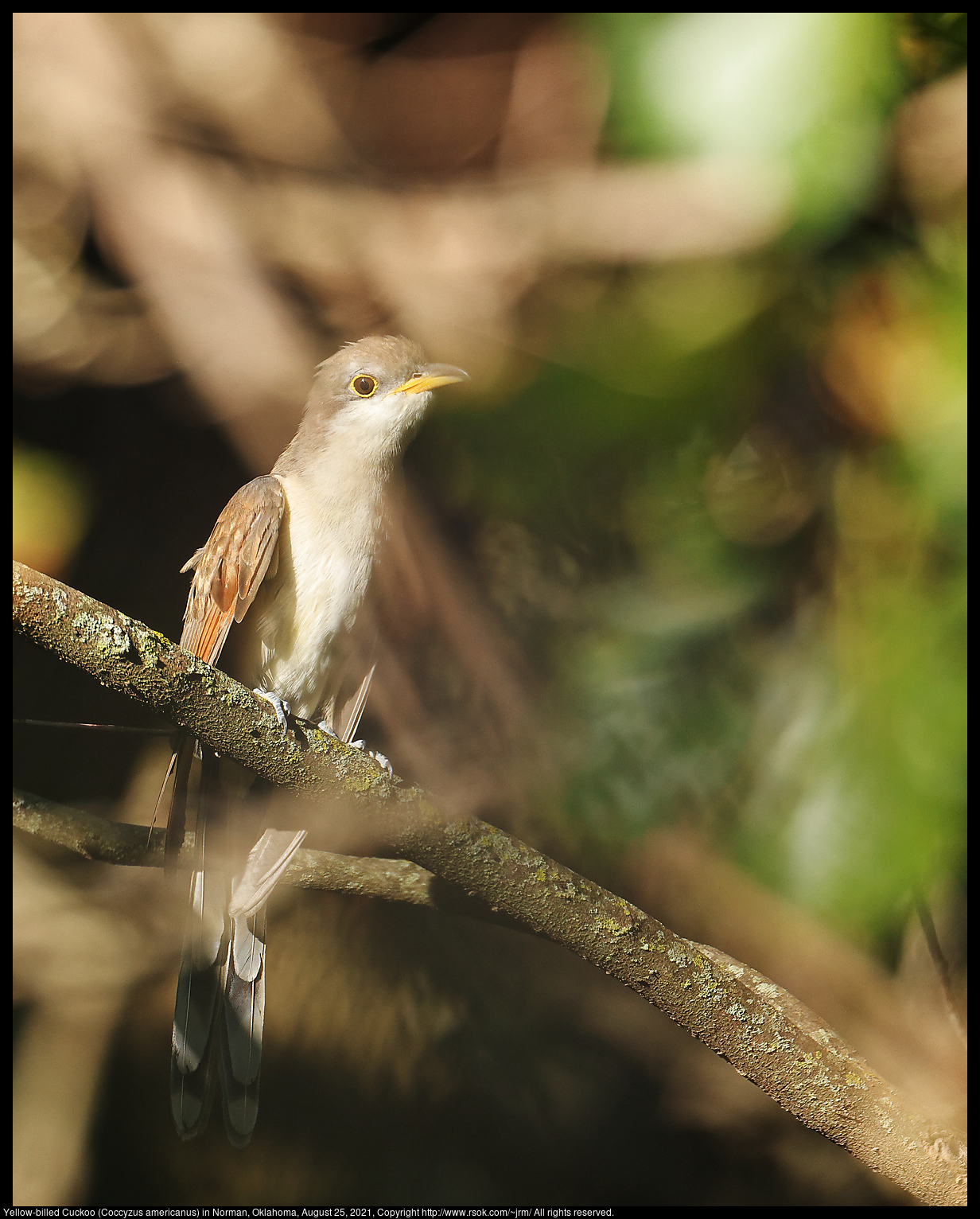 Yellow-billed Cuckoo (Coccyzus americanus) in Norman, Oklahoma, August 25, 2021