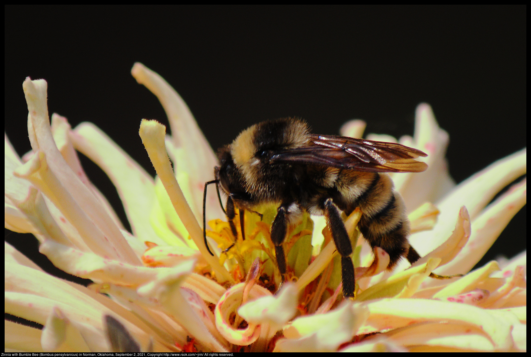 Zinnia with Bumble Bee (Bombus pensylvanicus) in Norman, Oklahoma, September 2, 2021