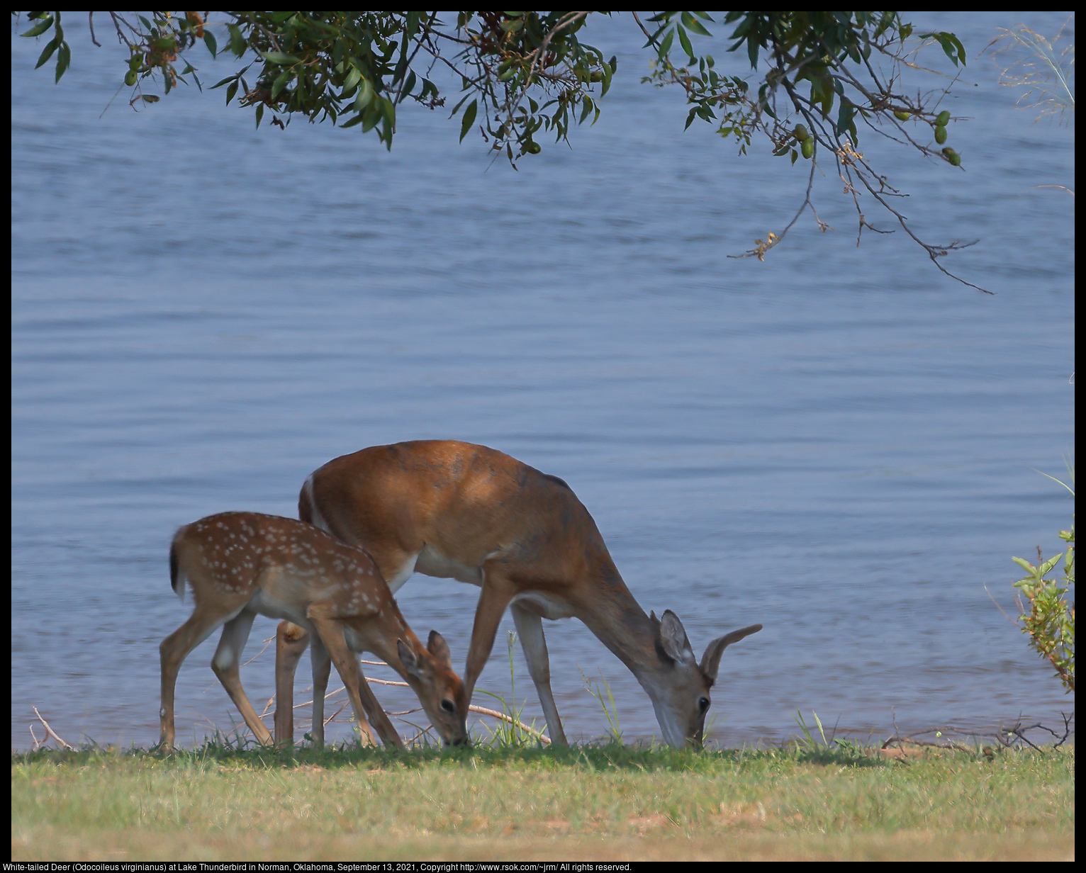 White-tailed Deer (Odocoileus virginianus) at Lake Thunderbird in Norman, Oklahoma, September 13, 2021