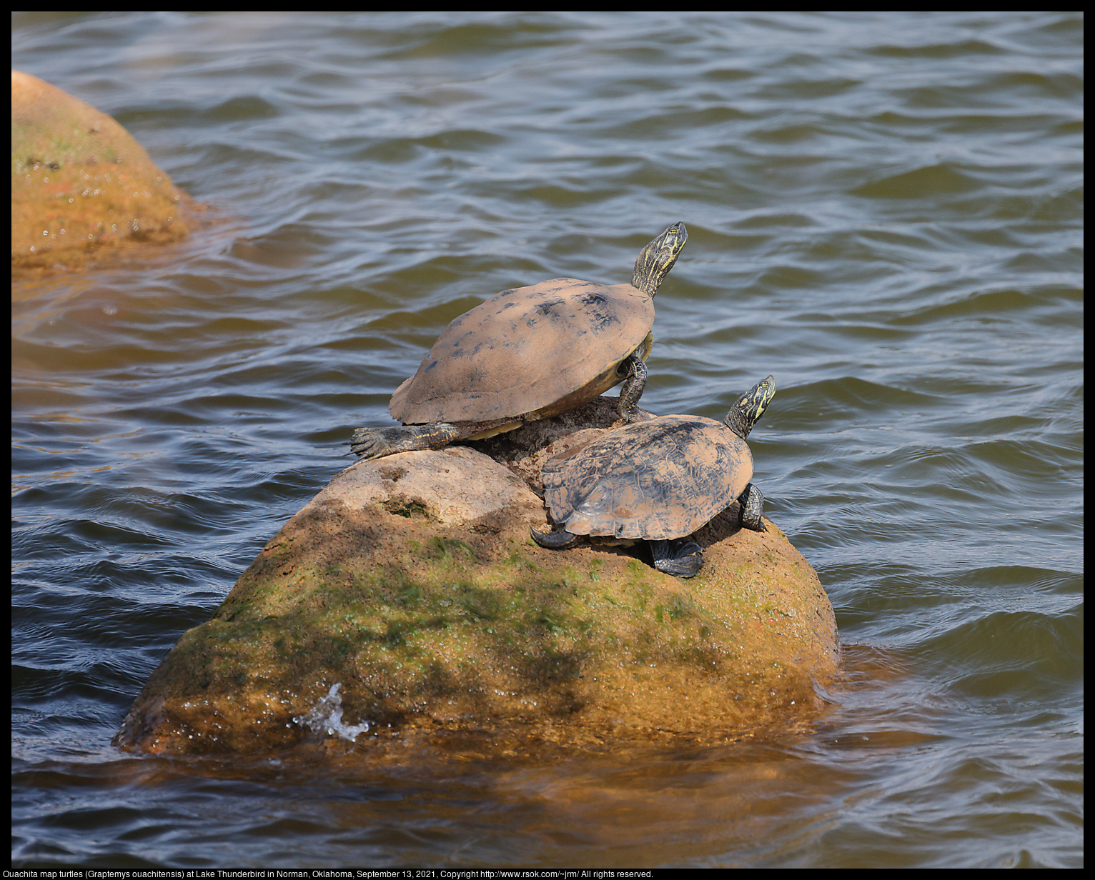 Ouachita map turtles (Graptemys ouachitensis) at Lake Thunderbird in Norman, Oklahoma, September 13, 2021