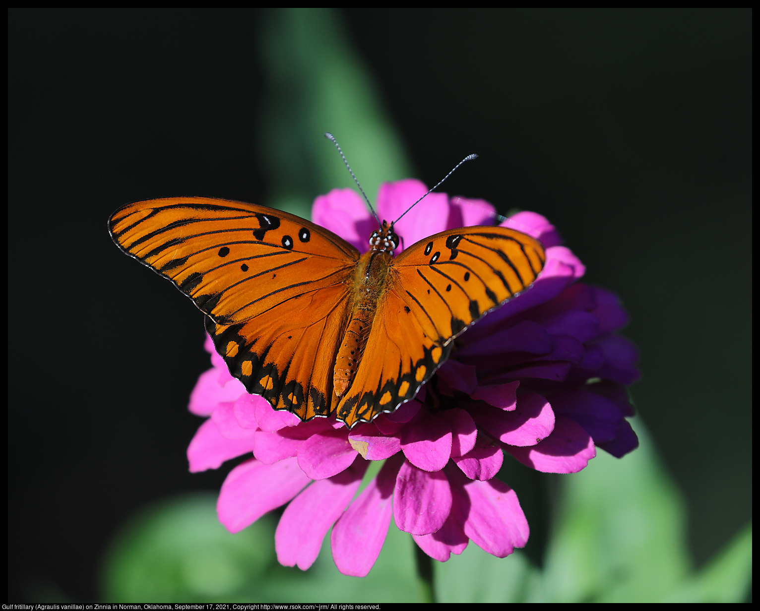 Gulf fritillary (Agraulis vanillae) on Zinnia in Norman, Oklahoma, September 17, 2021