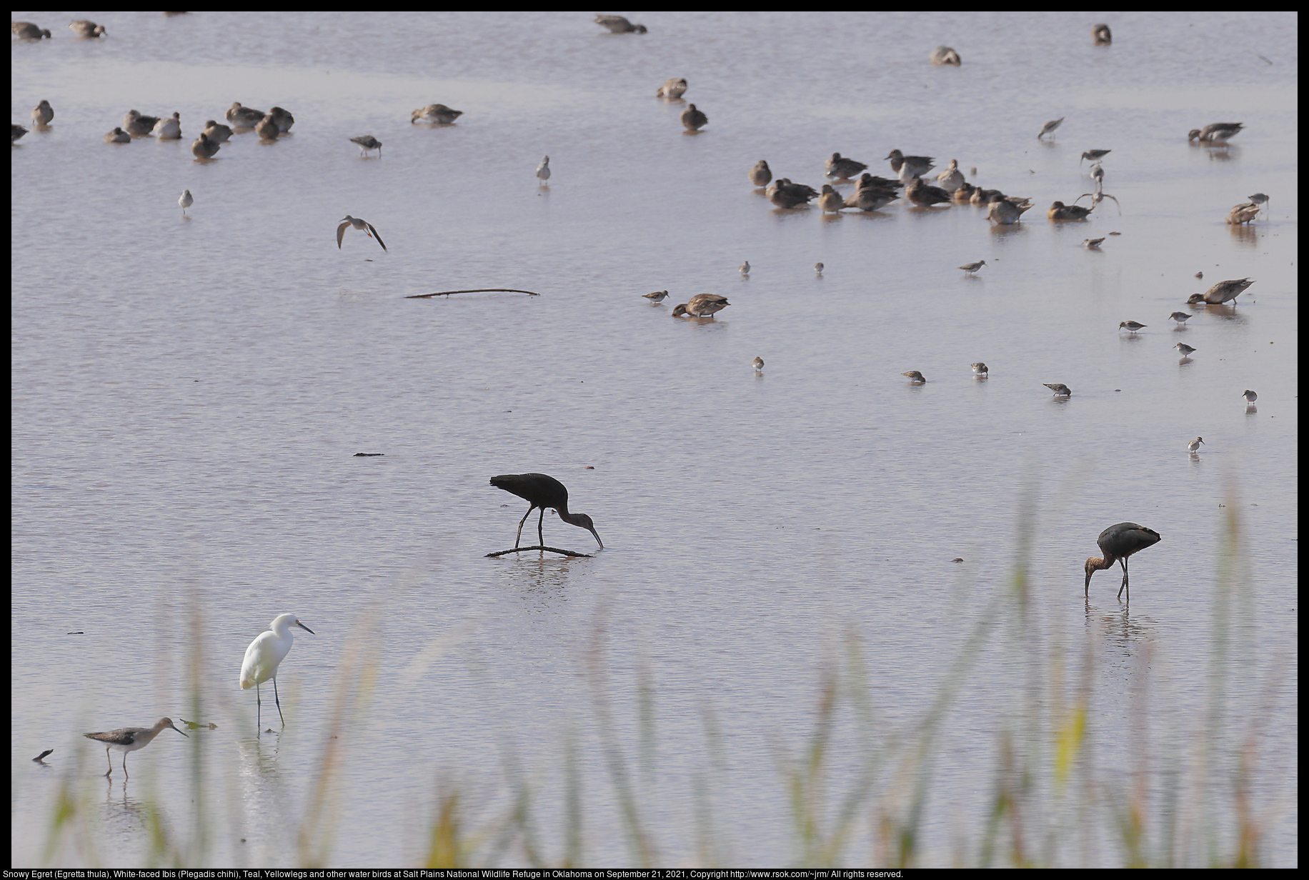 Snowy Egret (Egretta thula), White-faced Ibis (Plegadis chihi), Teal, Yellowlegs and other water birds at Salt Plains National Wildlife Refuge in Oklahoma on September 21, 2021