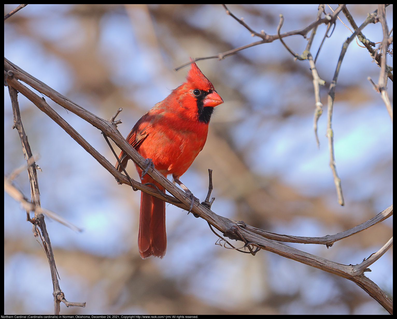 Northern Cardinal (Cardinalis cardinalis) in Norman, Oklahoma, December 24, 2021