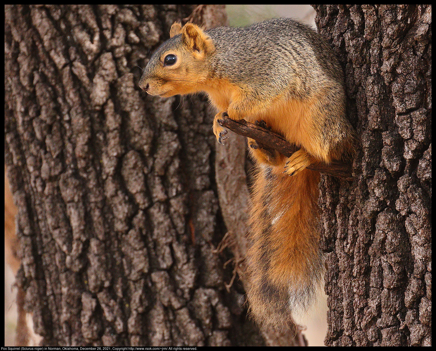 Fox Squirrel (Sciurus niger) in Norman, Oklahoma, December 26, 2021