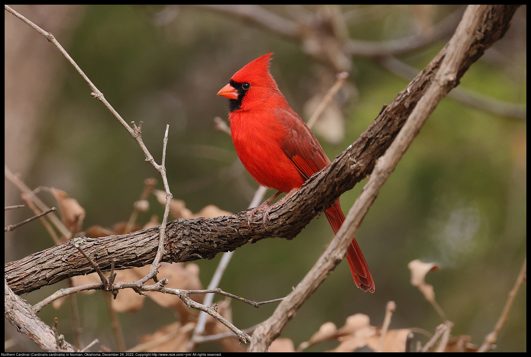 Northern Cardinal (Cardinalis cardinalis) in Norman, Oklahoma, December 29, 2022