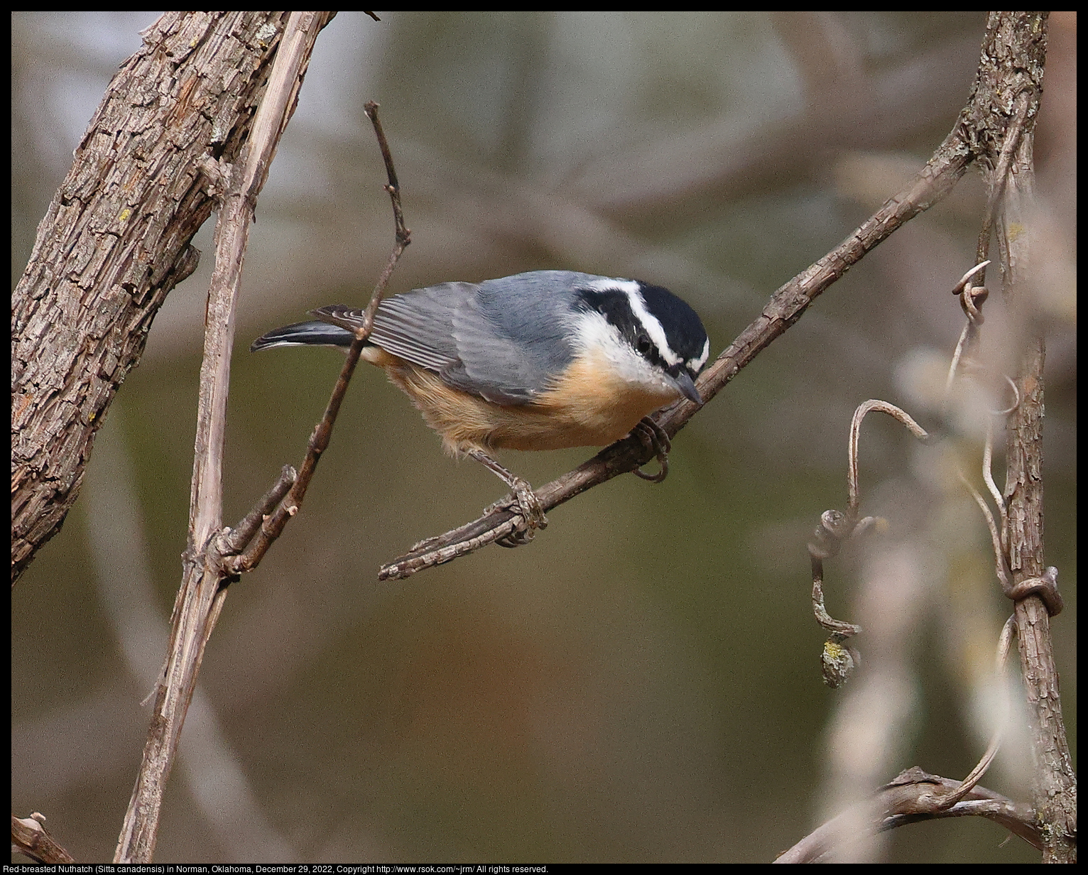 Red-breasted Nuthatch (Sitta canadensis) in Norman, Oklahoma, December 29, 2022
