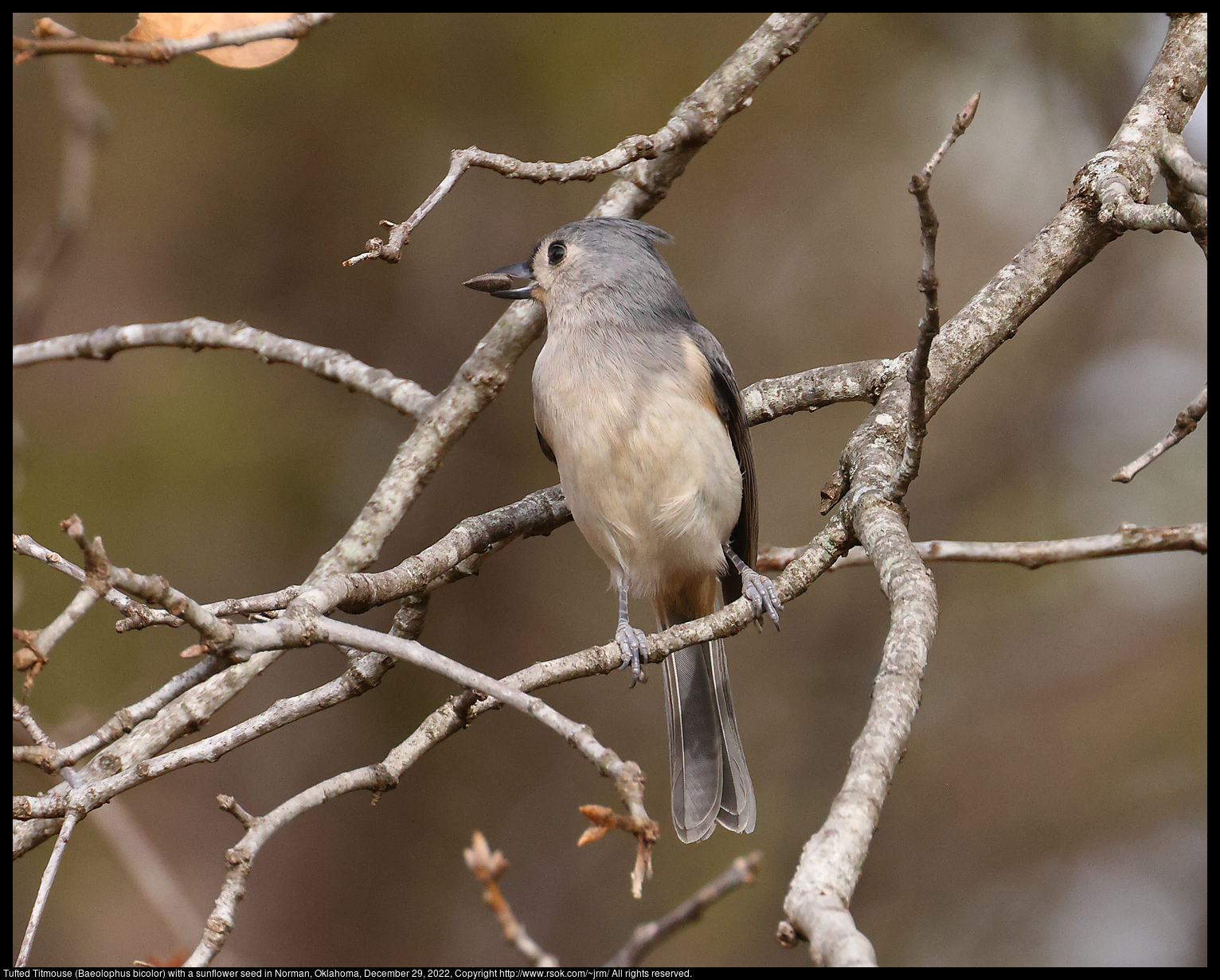 Tufted Titmouse (Baeolophus bicolor) with a sunflower seed in Norman, Oklahoma, December 29, 2022