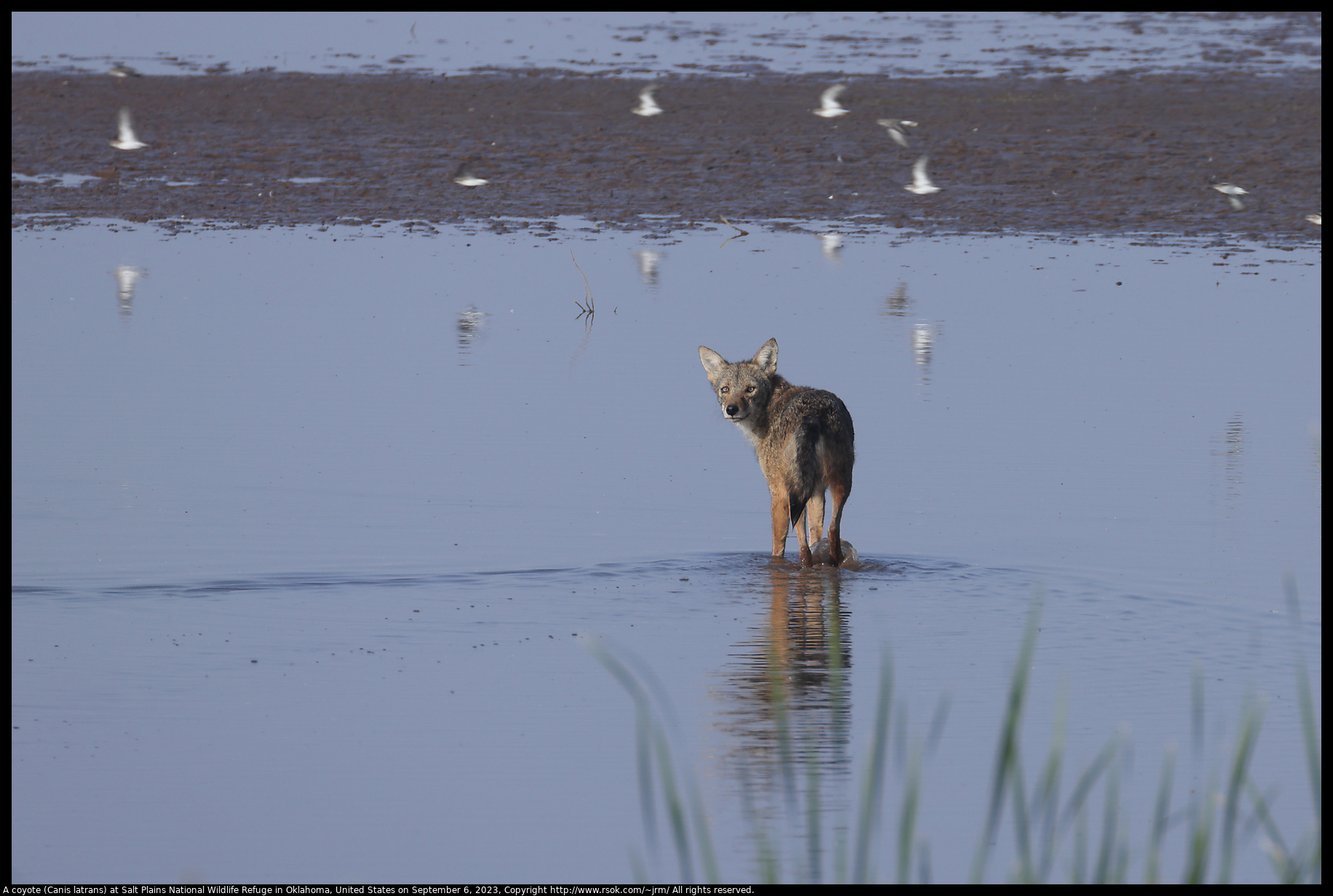 A coyote (Canis latrans) at Salt Plains National Wildlife Refuge in Oklahoma, United States on September 6, 2023
