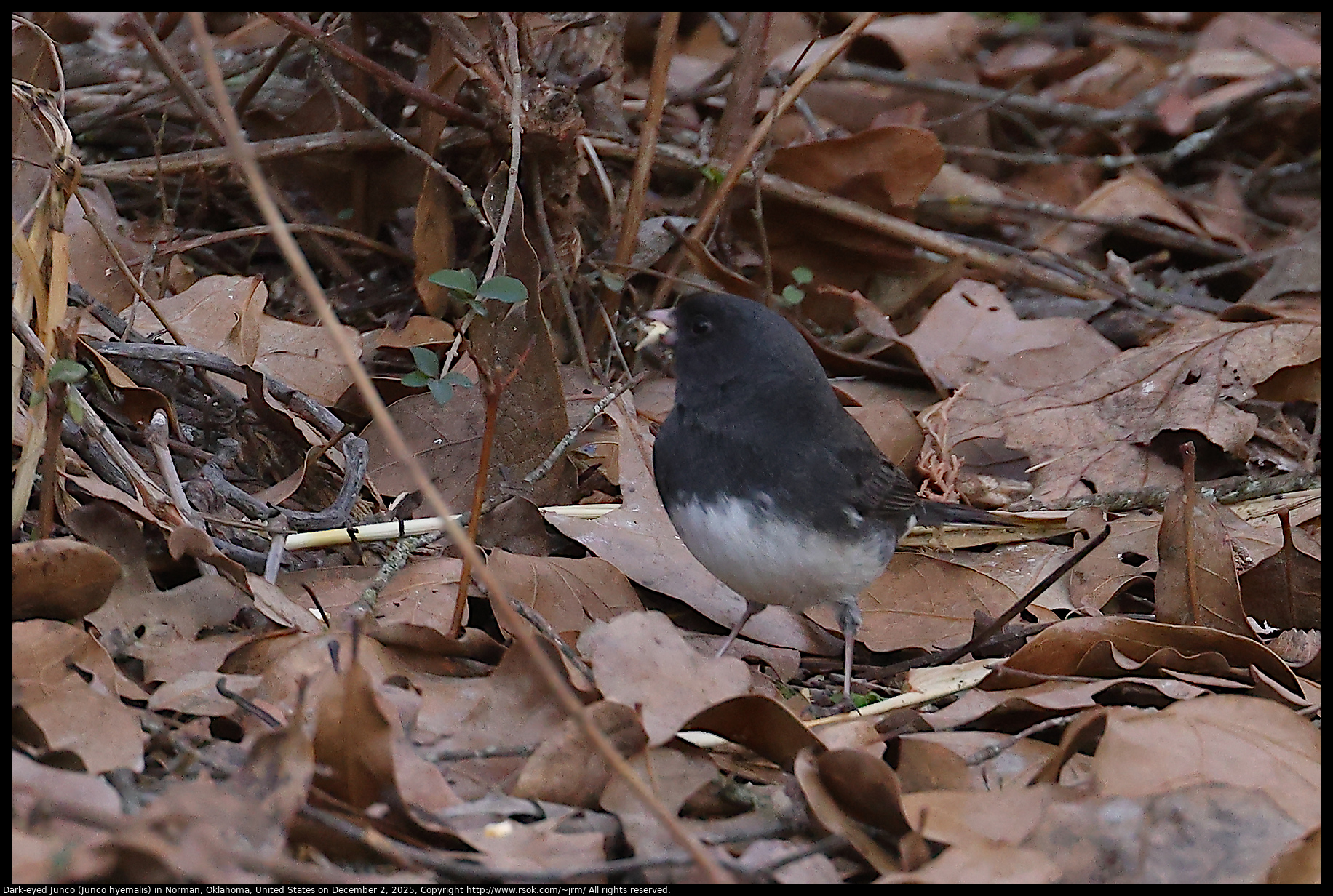 Dark-eyed Junco (Junco hyemalis) in Norman, Oklahoma, United States on December 2, 2025