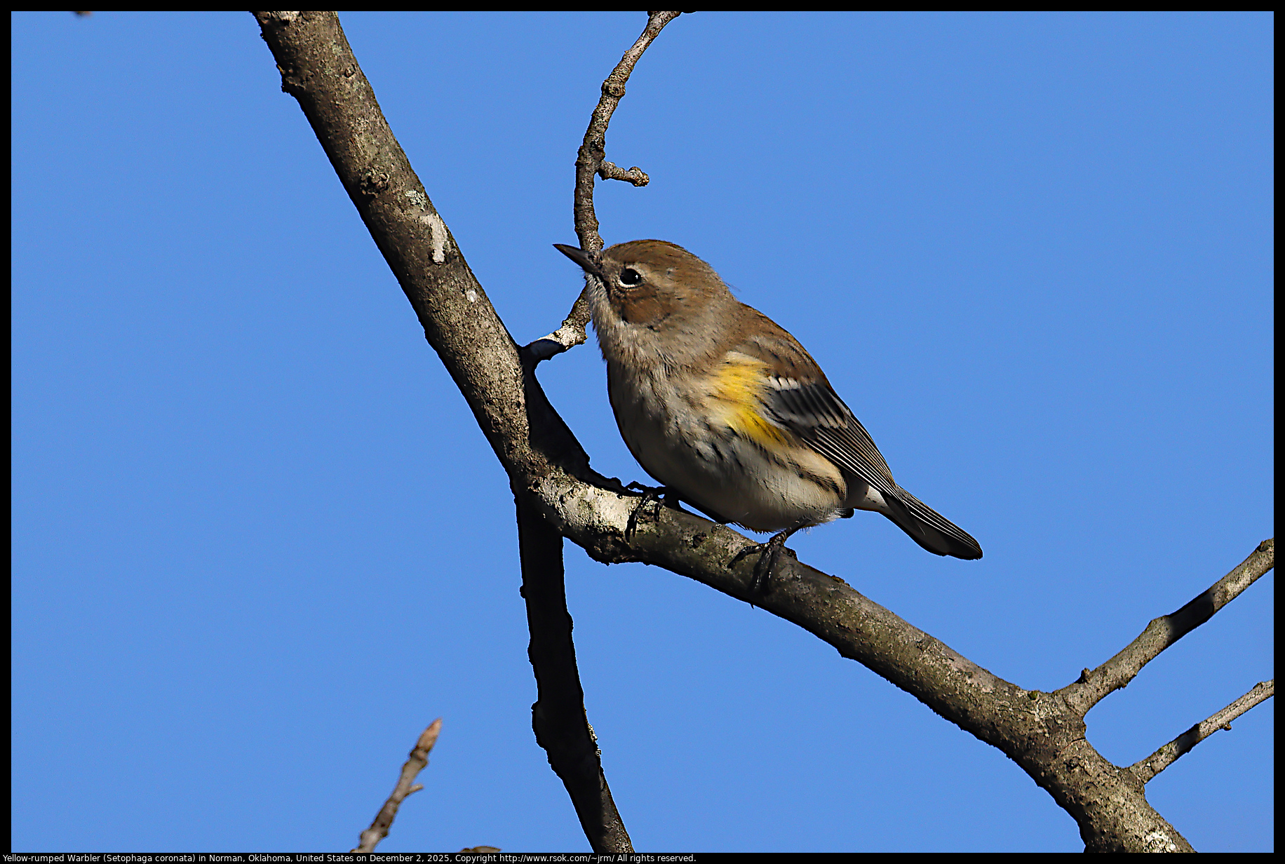 Yellow-rumped Warbler (Setophaga coronata) in Norman, Oklahoma, United States on December 2, 2025
