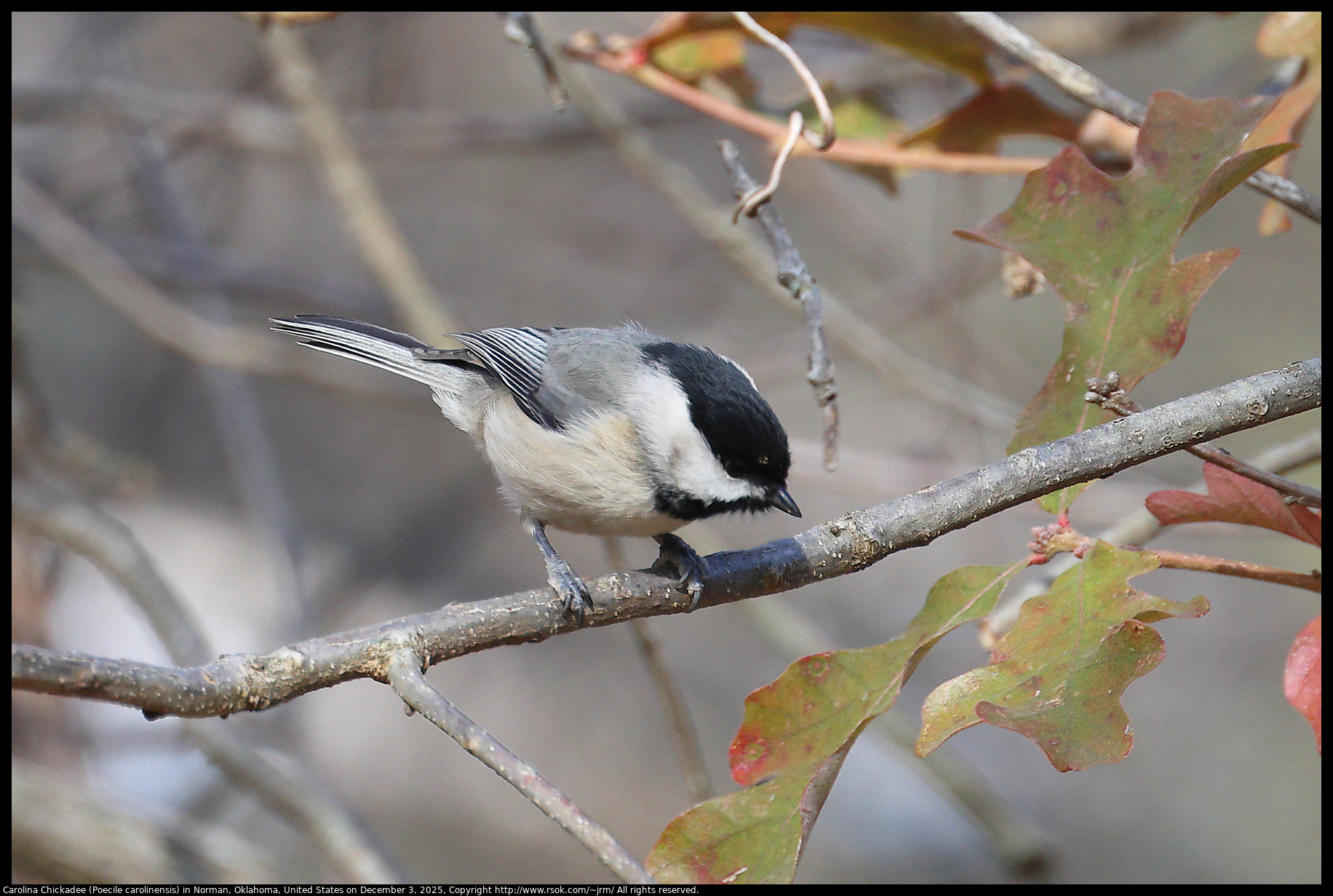 Carolina Chickadee (Poecile carolinensis) in Norman, Oklahoma, United States on December 3, 2025
