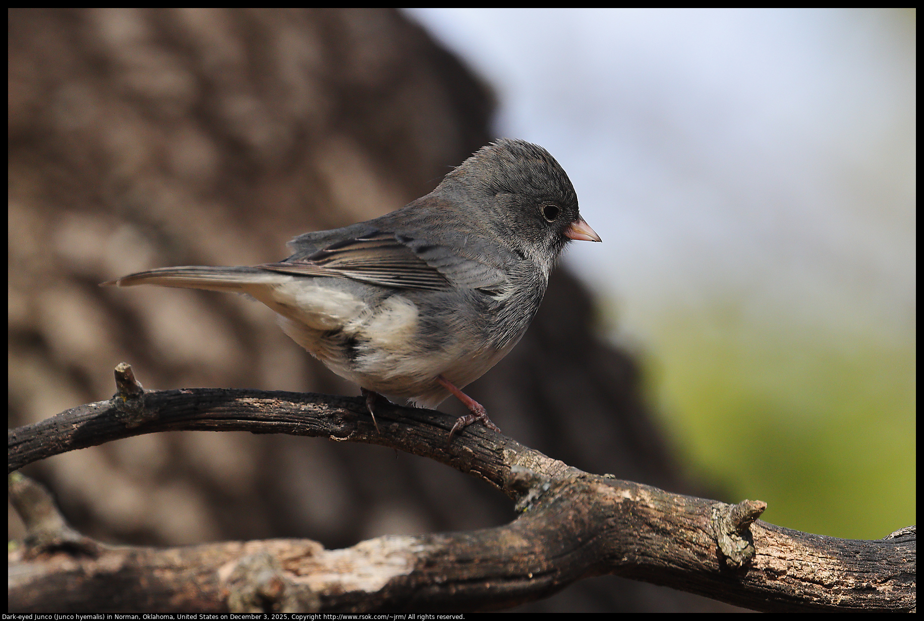 Dark-eyed Junco (Junco hyemalis) in Norman, Oklahoma, United States on December 3, 2025