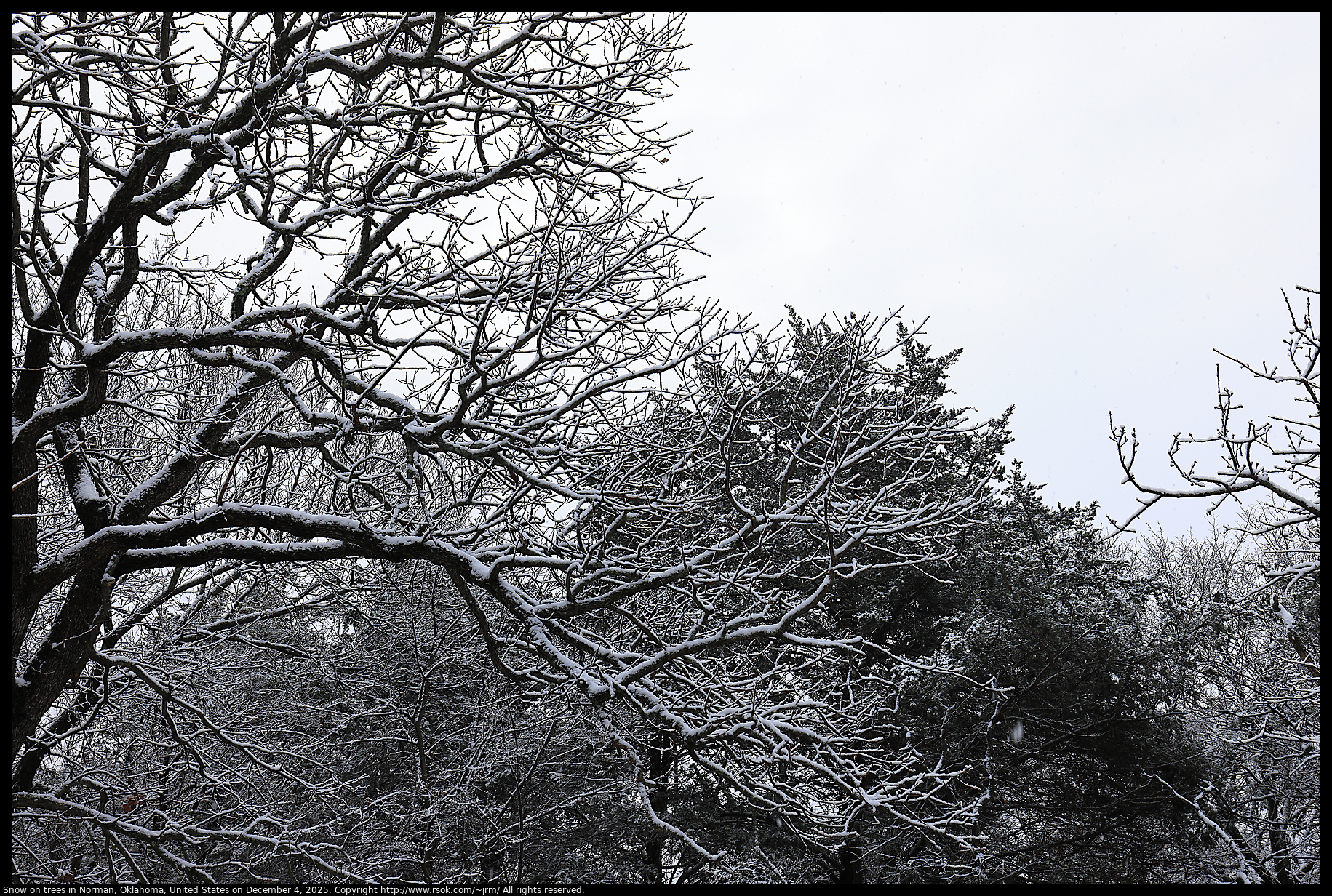 Snow on trees in Norman, Oklahoma, United States on December 4, 2025