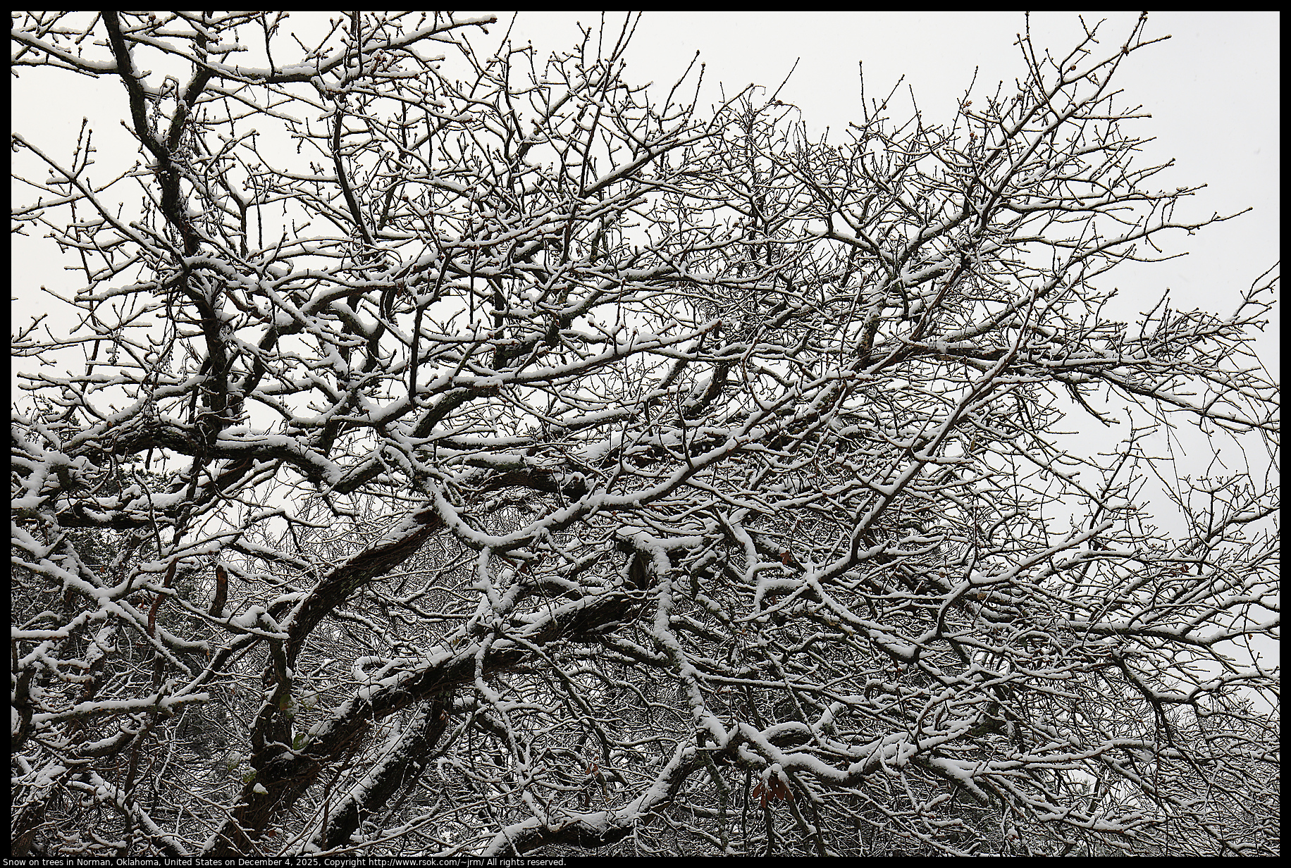 Snow on trees in Norman, Oklahoma, United States on December 4, 2025