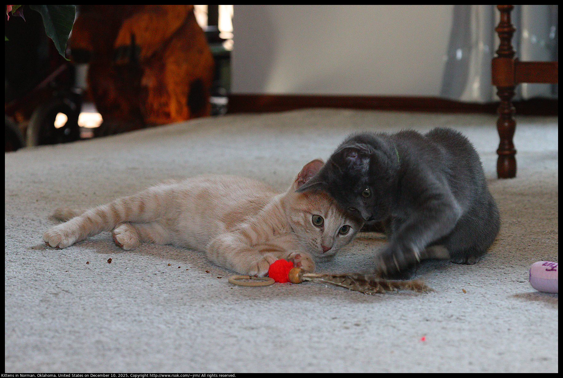 Kittens in Norman, Oklahoma, United States on December 10, 2025