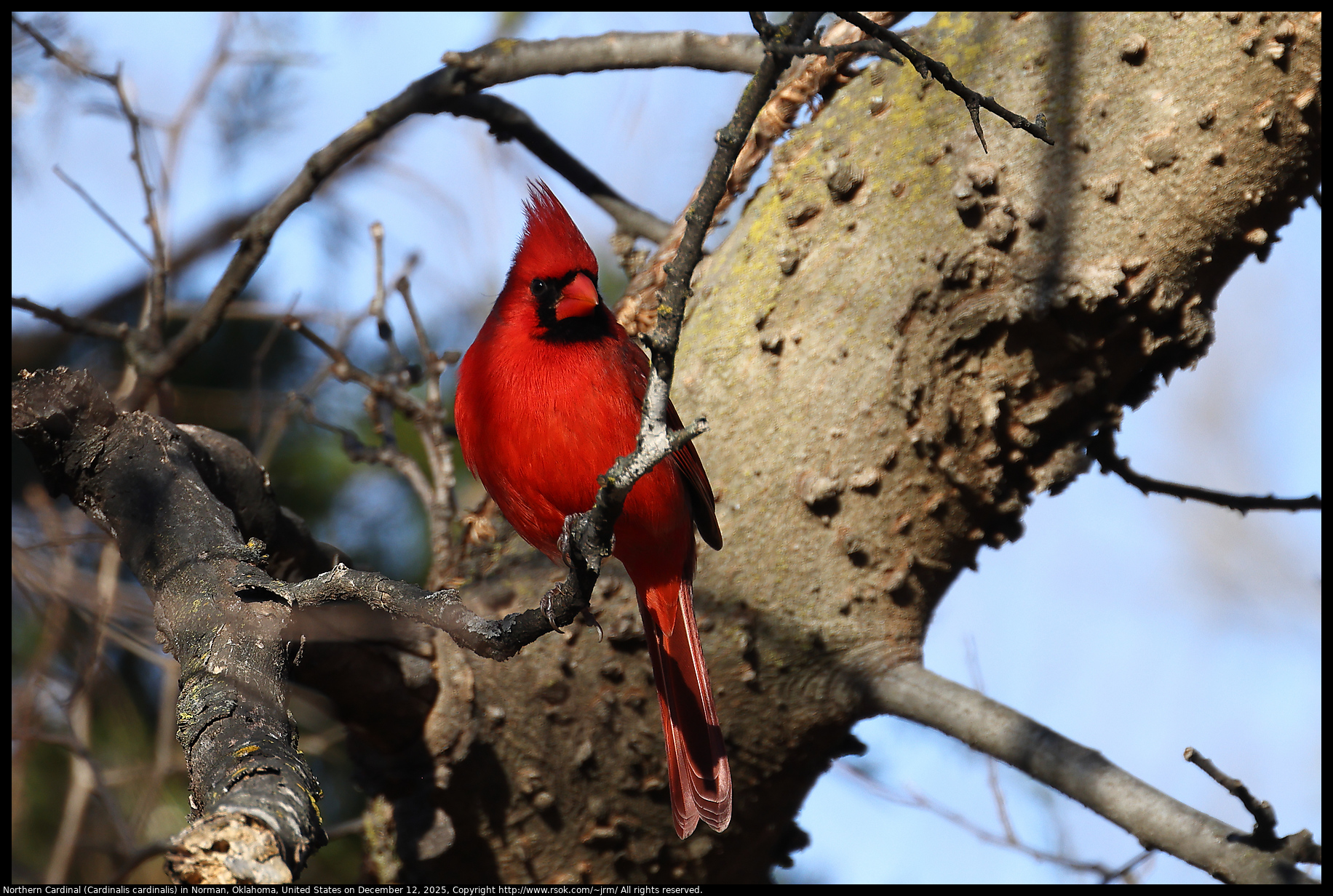 Northern Cardinal (Cardinalis cardinalis) in Norman, Oklahoma, United States on December 12, 2025