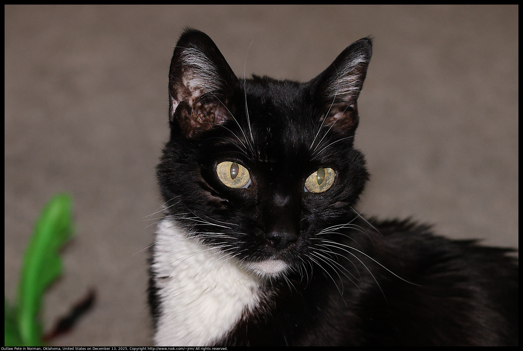 Outlaw Pete in Norman, Oklahoma, United States on December 13, 2025